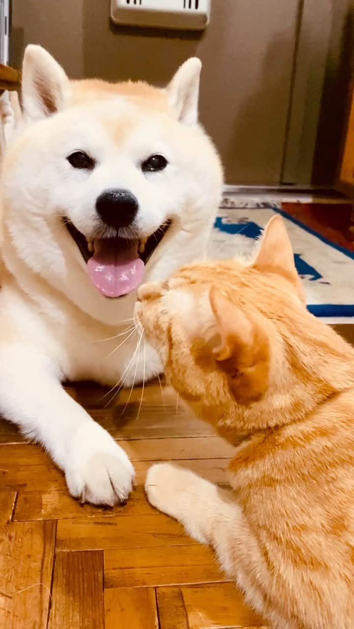 Kazumi-Gakumamaのインスタグラム：「とうとう関所の番人(番猫)に拘束されたワン➰🐕 *  仲々自由にしてくれないワン😭 🐾----*----*----*----🐾 I was finally detained by the toll castle keeper🐕 *  I will not be a free person😭 🐾----*----*----*----🐾 #柴犬 #岳 #柴犬岳 #柴犬ガク#gaku #shibainugaku #shiba #shibainu #shibastagram #いぬすたぐらむ #dogsofinstagram #寅次朗 #茶トラ #まるどら #gingercat #ふわもこ部  #ワンフルエンサー #pecoいぬ部 #pecotv #pecoねこ部 #ニャンフルエンサー  #Hermoso #Instagram #weeklyfluff #🐕📷 #岳と寅次朗 #拘束  #オイニーチェック #関所 #20230727」