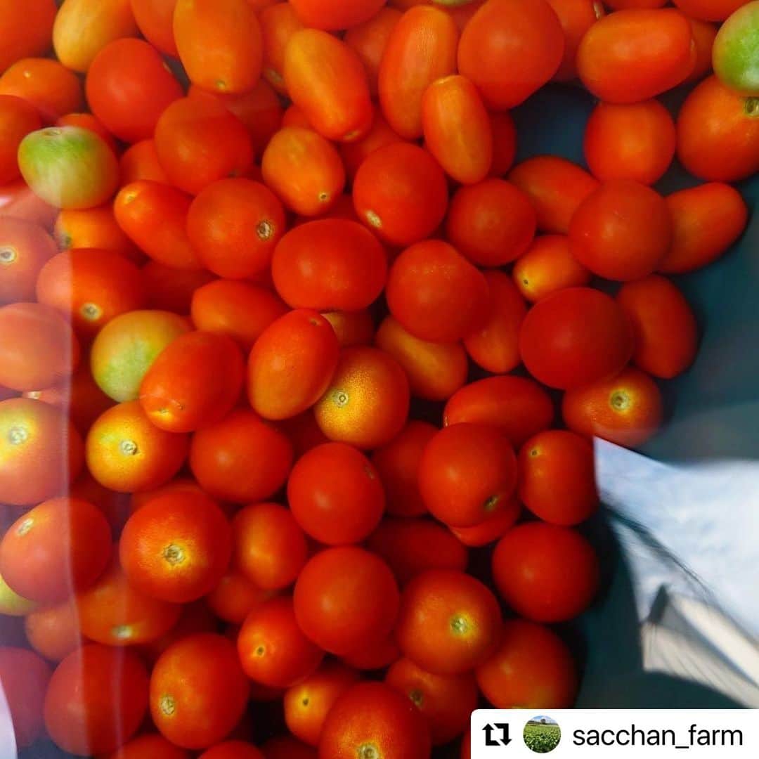 西条市さんのインスタグラム写真 - (西条市Instagram)「赤色がまぶしい！  #Repost @sacchan_farm with @use.repost ・・・ .  トマト育ててます🌱  ✅特徴  ヨーロッパでは「トマトが赤くなると医者が青くなる」ということわざがあるほど、健康によいお野菜です✨  ✅効果  美肌効果 老化抑制 抗酸化作用 免疫機能や視力の調整 血中コレステロール値を下げる お通じ改善効果 など  ✅選び方  皮にムラがないもの ツヤとハリがあるもの ヘタの緑色が濃くピンとしているもの  ✅調理法  サラダ、マリネ、炒め物、煮込み、など  リコピンは熱に強く脂溶性なので、 油を使って加熱調理することで摂取効率が高まります🙆‍♀️」7月27日 15時46分 - lovesaijo