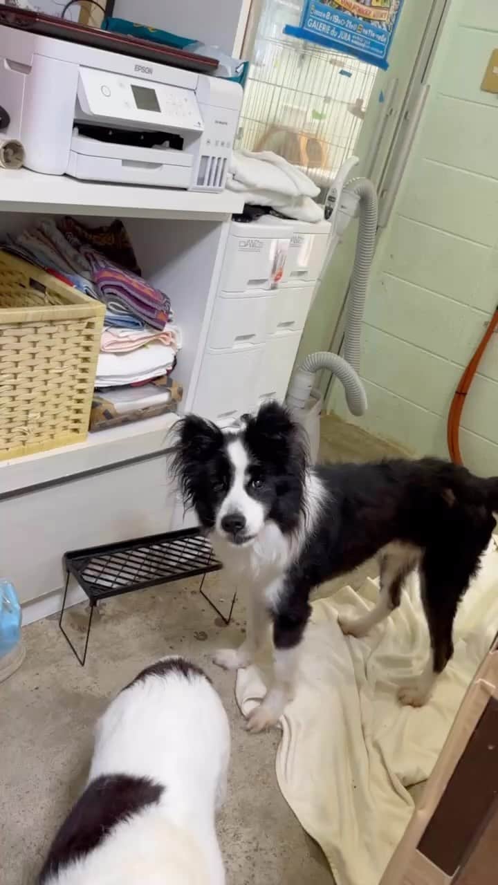 中原絵梨奈のインスタグラム：「ごはんくださーい🐕🤍！  おかえりーボブ✨ やっと吠えるようにもなって 右に傾いてる以外いつものボブに戻ってきた🤍」