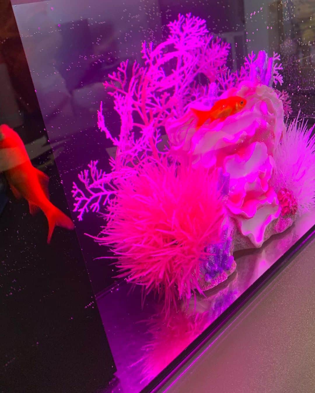 森崎友紀さんのインスタグラム写真 - (森崎友紀Instagram)「先日、近所の夏祭りで初の金魚すくいを体験した子供達。夢中で頑張っていました。 結果、1匹ずつ持ち帰り育てることにしました(^^) 毎日みんなで餌やりしています♪ LEDの7色の光が出て、金魚が綺麗に見えます。  #森崎友紀#金魚すくい#LED水槽#夏祭り」7月27日 16時01分 - morisakitchen