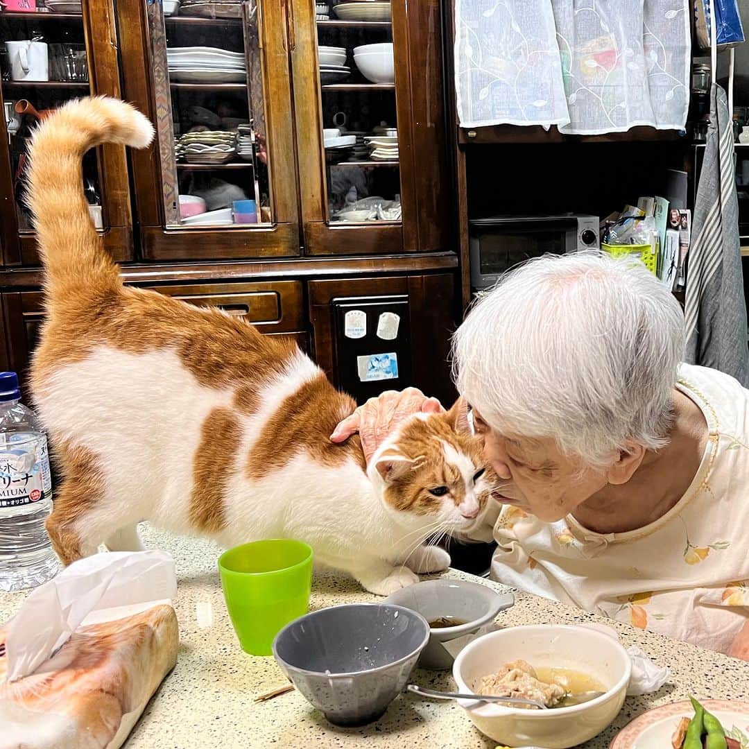 のインスタグラム：「ママのところにいこうとして バーバちゃんのまえをとおろうと したら、とめられてちゅーされた｡  #うちの猫ら #猫 #oinari #ねこ #ニャンスタグラム #にゃんすたぐらむ #ねこのきもち #cat #ネコ #catstagram #ネコ部 http://kachimo.exblog.jp」