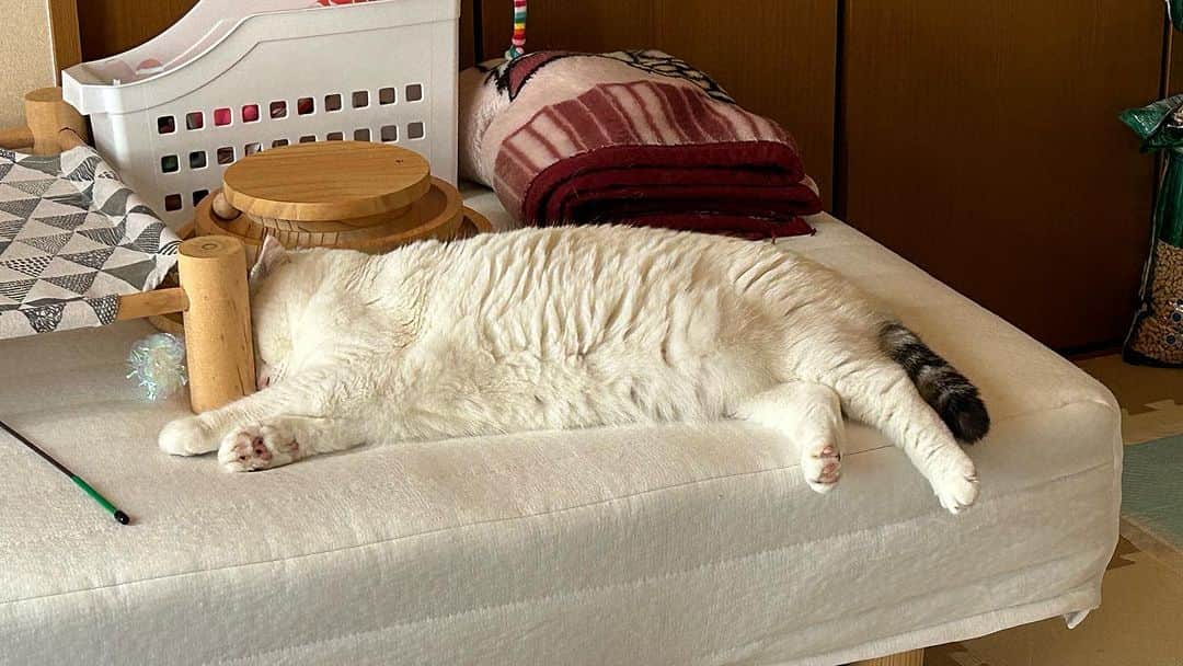 KAORUさんのインスタグラム写真 - (KAORUInstagram)「言いたくないけど #暑い ですね🥵 今日もお疲れさまでした☺️  #諭吉と幸来 #ゆきさく #猫のいる暮らし」7月27日 16時44分 - yukisaku_88