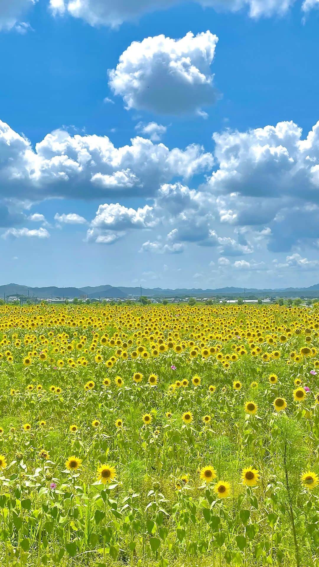 塚田文のインスタグラム：「#2023年暑い夏 #ひまわり畑  #兵庫県  #小野市  #ひまわりの丘公園   #sineadoconnor  #rip  #nothingcompares2u   #思春期の大切な一曲」