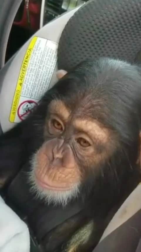 Zoological Wildlife Foundationのインスタグラム：「Once a car raver always a car raver. 😂 #throwbackthursday takes us back to March, 2018 and as you can see 👀 chimpys always been musically inclined - in-fact he is the very definition of ‘take it easy’.  Ahead of his 7th birthday will you help us? We absolutely hate to ask for help but unfortunately we really need it.  Please click the #linkinbio to check out what’s going on. We have set up a @gofundme. Every bit helps including sharing this post!  #makingdreamsreality #gofundme #fundraiser #donationswelcome #limbani #zwfmiami #chimpanzee」