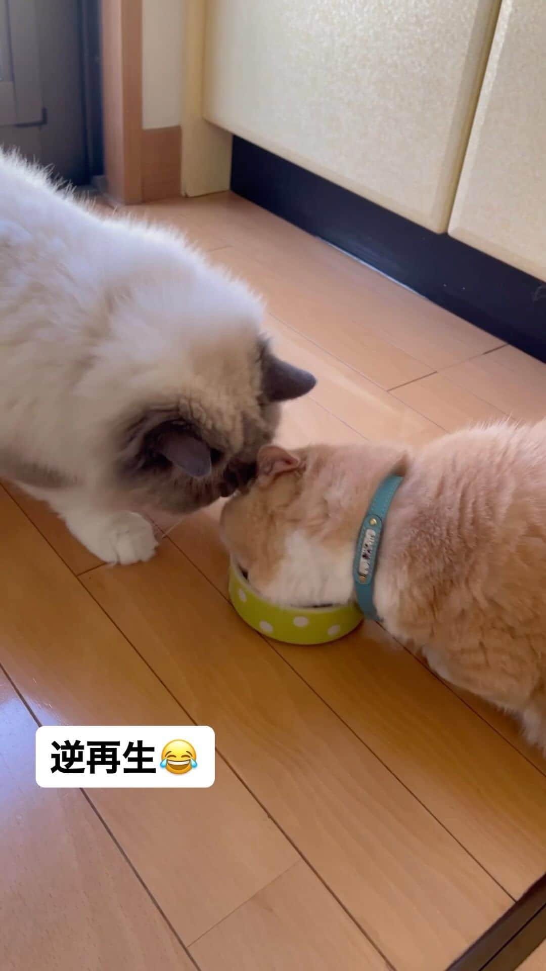 yuriyuri4mamaのインスタグラム：「逆再生してみたら、  『はいどうぞ』の動画になった🤣💕  Here you go.  #マンチカン#munchkin#まいるんち#まいる#ココ#ピアス#じゅじゅ#juju#茶トラ#猫 #love#lol#instagood#9gag#catstagram#cutecat#cutecats#cat_of_instagram#instacat#instacats#amazing#短足#pet#癒し」