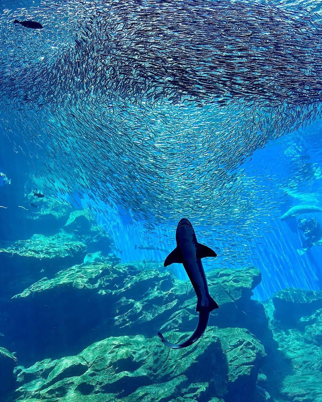 水村リアのインスタグラム：「✨🐠🫧 ⁡ ⁡ 仙台うみの杜水族館🐟 ⁡ SUGOのレースウィークの翌日に プライベートで仙台観光🚗 時間的に諦めかけてた水族館だったけど どうしても行きたくて🥺 ⁡ 行って大正解＼(^o^)／ ⁡  イワシの渦が一番綺麗だった😍 日向ぼっこする🐧の哀愁漂う背中も 穴子の壺内共同生活も♡ そんなに混んでいなかったのもあって めちゃくちゃ癒された😌 ⁡  目の前が大きい公園みたいになってるのも👍 ⁡ ⁡  あまちゃんにもなれるってよ🤪 ⁡ ⁡ ⁡ 𓏸。꙳⋆⸜⸜˙ 𓏸꙳⋆⸜⸜˙ 𓏸꙳⋆⸜⸜˙ 𓏸꙳⋆⸜⸜˙ 𓏸꙳⋆⸜⸜˙ 𓏸꙳⋆⸜⸜˙ 𓏸꙳⋆⸜⸜˙ #宮城県 #仙台 #仙台うみの杜水族館 #水族館 #行った事がない土地に沢山行きたい ⁡ ⁡」