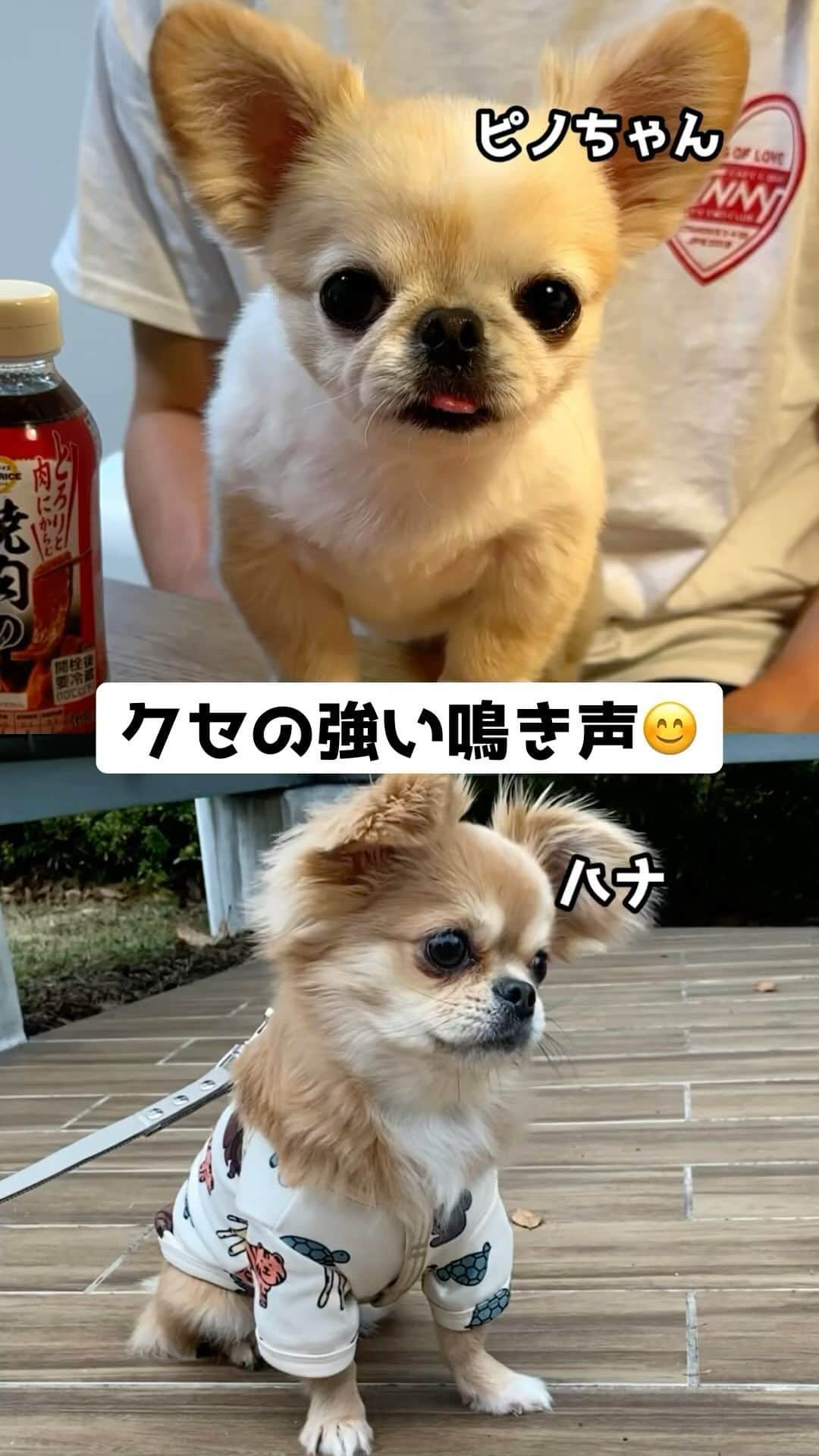 下平夏奈のインスタグラム：「おともだちのチワペキのハナちゃん🐶 メディア出演のお知らせ❣️  以前、YouTubeでコラボさせていただいた✨ @hanasan_inu ちゃんが、  明日7月28日(金)19:00〜の『坂上どうぶつ王国』 @sakagami_doubutsu に出演します✨  YouTube登録者が、53,000人❣️ 熱烈なファンの方が多い✨ うわうわ犬としても人気なハナちゃん🐶  全国にハナちゃんのうわうわが発信されること とても楽しみで仕方ありません🥺  ぜひみんなで一緒にTVで応援できたら嬉しいです！！！ *見逃し配信は、TVerで1週間見られます✨  #ペキチワ #チワペキ #ペキチー #うわうわ犬 #ガウガウ犬 #メディア出演 #坂上忍 さん #坂上どうぶつ王国 #TV  #鼻ぺちゃ犬 #甘えん坊犬 #Chihuahua #pekingese  *こちらの動画は ハナちゃんの飼い主さんから共有していただきました！」