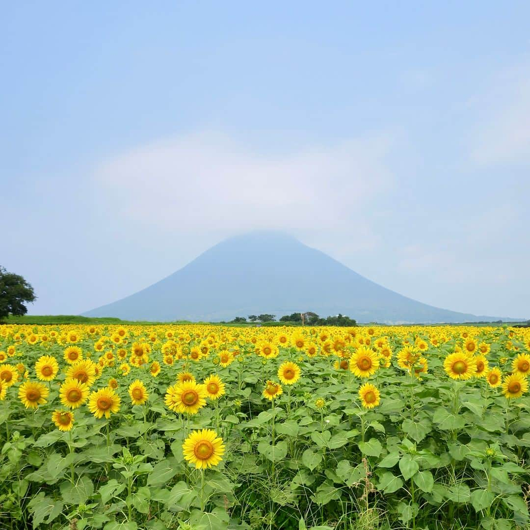 ことりっぷのインスタグラム：「鹿児島から、夏の風景をお届けします📷  指宿から池田湖へ向かう途中、一面のひまわり畑に出会いました。 ちょっと雲がかかっていますが、後ろに見えるのは開聞岳です。  後半は薩摩の小京都・知覧。 「知覧武家屋敷群」は、立派な石垣と生け垣、武家屋敷、美しい庭園があって、タイムトリップした気分でおさんぽが楽しめます。 知覧がある南九州市は、知覧茶の茶畑も広がっていますよ。  暑い日が続きますが、体調に気をつけながら、今年の夏も楽しみましょうね♪  #ことりっぷ #鹿児島 #開聞岳 #ひまわり畑 #知覧 #知覧武家屋敷群」