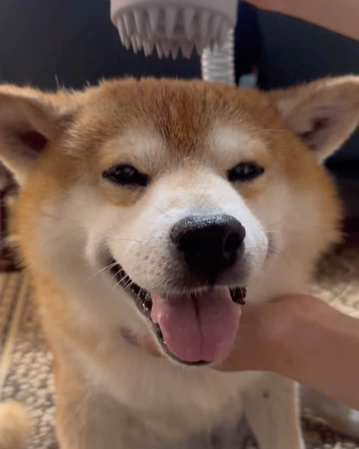 shibainu berryのインスタグラム