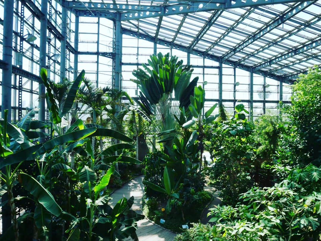Wakanaさんのインスタグラム写真 - (WakanaInstagram)「咲くやこの花館の写真その②🥳🎉 咲くやこの花館は日本最大級の大温室を備えた施設で、 このフラワーホールと呼ばれる場所を囲むように、世界中の5,500種類もの植物が展示されています🌴🌳🌺🌼🍌🌵 全面ガラス張りの建物は、外から見ても迫力満点です😳✨ そしてとにかく広かった‼️🤗 温室内は陽当りが最高で、植物たちみんなが喜ぶ環境を作り出しているんだなと納得☀  その③へつづく‼️  #咲くやこの花館」7月27日 19時06分 - wakana1210_official