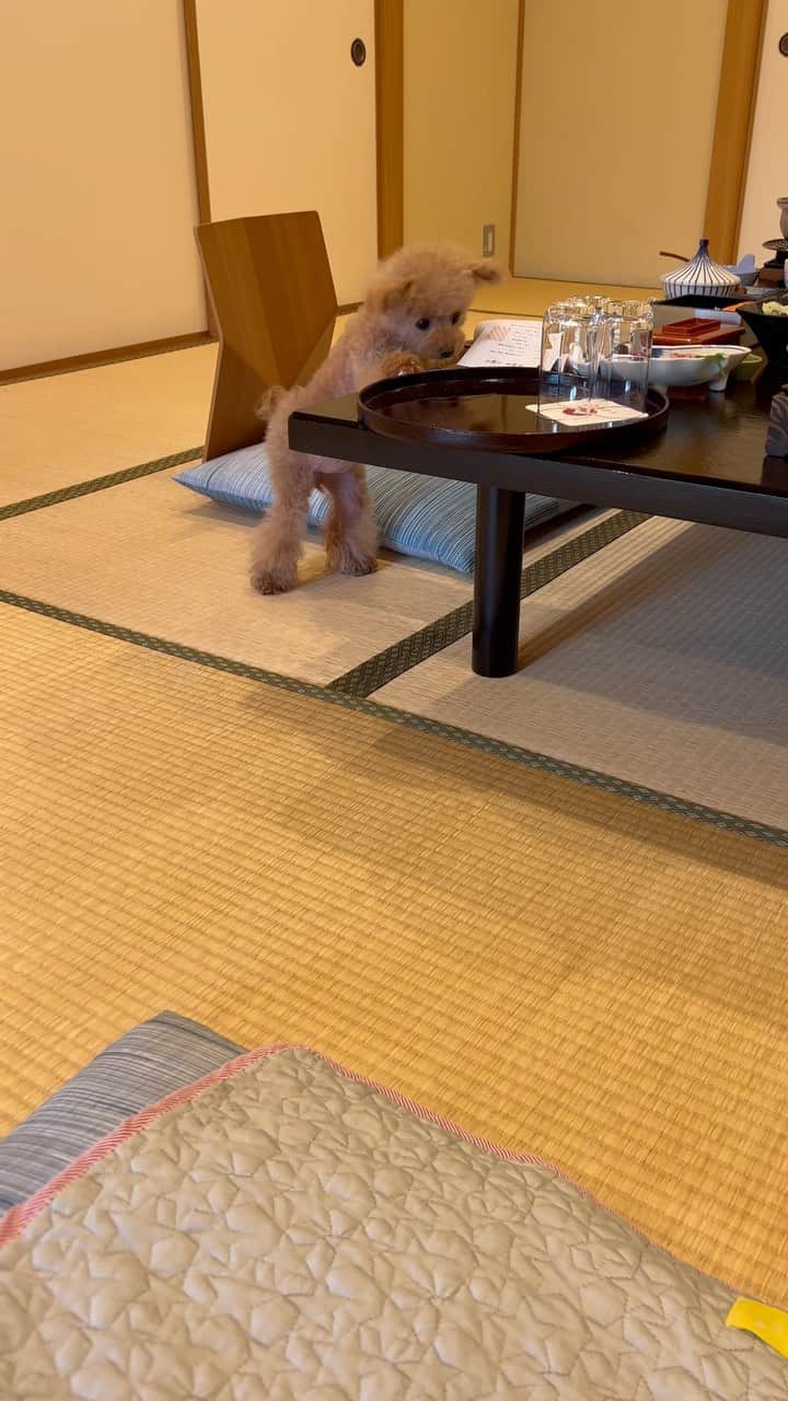 のインスタグラム：「大人しく待ってるだけでは無く、何か並ぶたびにちょっかい出して、自分の出した音にビビってました🤣🤣 #プードル#トイプードル#ティーカッププードル#犬#poodle#teacuppoodle#toypoodle#dog#dogstagram#instadog#푸들#caniche#Pudel#貴婦狗#animalsco」