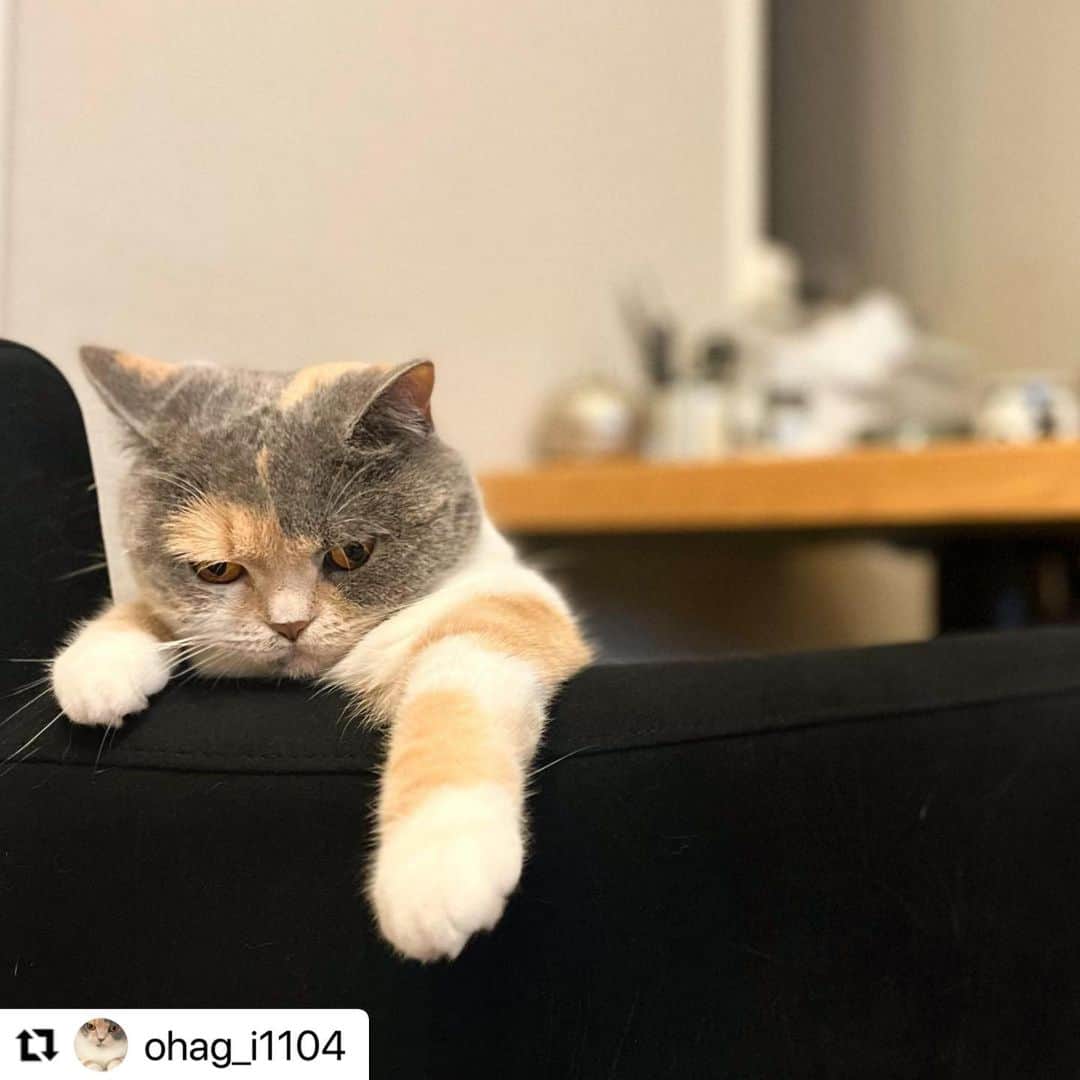 【公式】いぬのきもち・ねこのきもちのインスタグラム