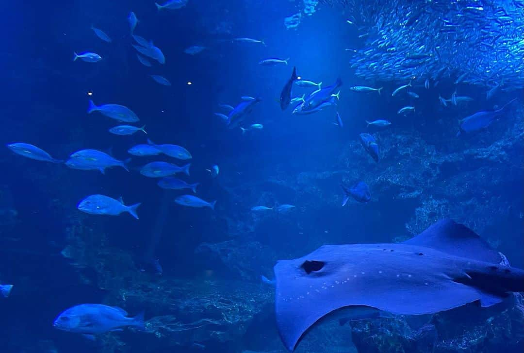 石井のり子のインスタグラム：「** #京都水族館 娘は水族館初体験🐟🦭🐠 暗くてちょっと怖いところもあったけど とっても喜んでくれて親は大満足でした。  でも一番テンションが上がったのは 限定のすみっこぐらしコラボのガチャガチャでした🥴  この日も私の服は上下 @cen.___jp ♡  #涼しくて最高  #すみっこぐらしには #敵わない #京都旅行」