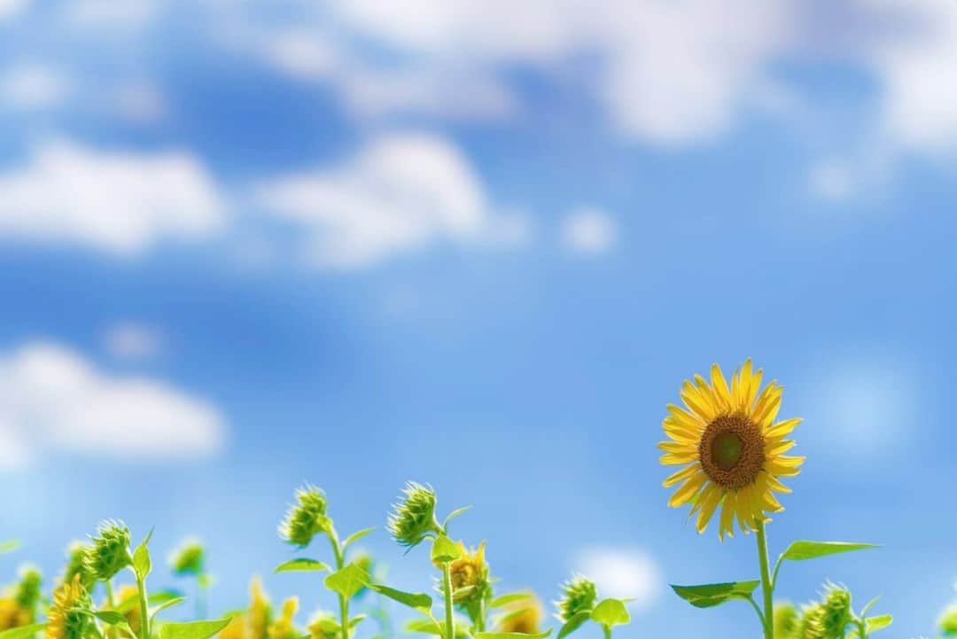 花の写真館のインスタグラム：「Photo by 角幡 悦孝. . Original Post[投稿いただいたURL] https://www.facebook.com/photo.php?fbid=5095678750542568 . 本アカウントは、 #私の花の写真 をつけてInstagramに投稿された皆さまの花の写真や、「花の写真館」Facebookページで投稿された花の写真を紹介します。 「花の写真館」Facebookページは、「 @floral.photograph 」のプロフィールにあるURLからご覧ください。 . ※各種法令、マナー、関係者の指示に従った撮影をお願いします。 *Please ensure that your photography adheres to all relevant laws, etiquette, and instructions issued by authorized persons. ※本アカウントは東京カメラ部がFacebook、Instagramのサービスを利用して運営しているもので、Meta社・Instagramとは一切関係ありません。 . #花の写真館 #floralphotograph #floralphoto #flower #flowers Follow: @floral.photograph」