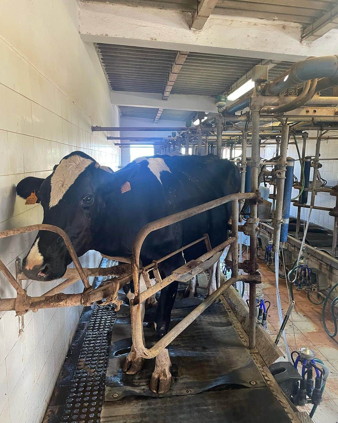 大野南香さんのインスタグラム写真 - (大野南香Instagram)「*Cheese making experience🧀  I had a chance to visit this lovely farm in Menorca, Spain and experience cheese making for the first time in my life! I really like to get to know the local foods and culture through experience.  Cheese is not my speciality so I was really happy to learn about it. And surprisingly I found some similarly to tofu!   This experience reminds me of the lovely local tofu producer in Okinawa (see the last photo or my post in Dec 2020).  I'll post a video of the experience later 🫶  旅行に行くなら、現地の人や食べ物に触れて文化や歴史を学ぶのが好きだなぁ☺️ 今回はスペインのメノルカ島で農家さん訪問して、人生初のチーズ作りに挑戦！  チーズあんまり好きじゃないし食べないからこそ、体験して学べてとっても嬉しかった。  どこかしら豆腐と似てる部分があって、昔沖縄の島豆腐屋さん訪問した時のことがすごく懐かしく感じた。豆腐は畑のチーズみたいだね。  #everydayhappy ☺︎  #cheese #tofu #menorca」7月27日 19時44分 - minaka_official