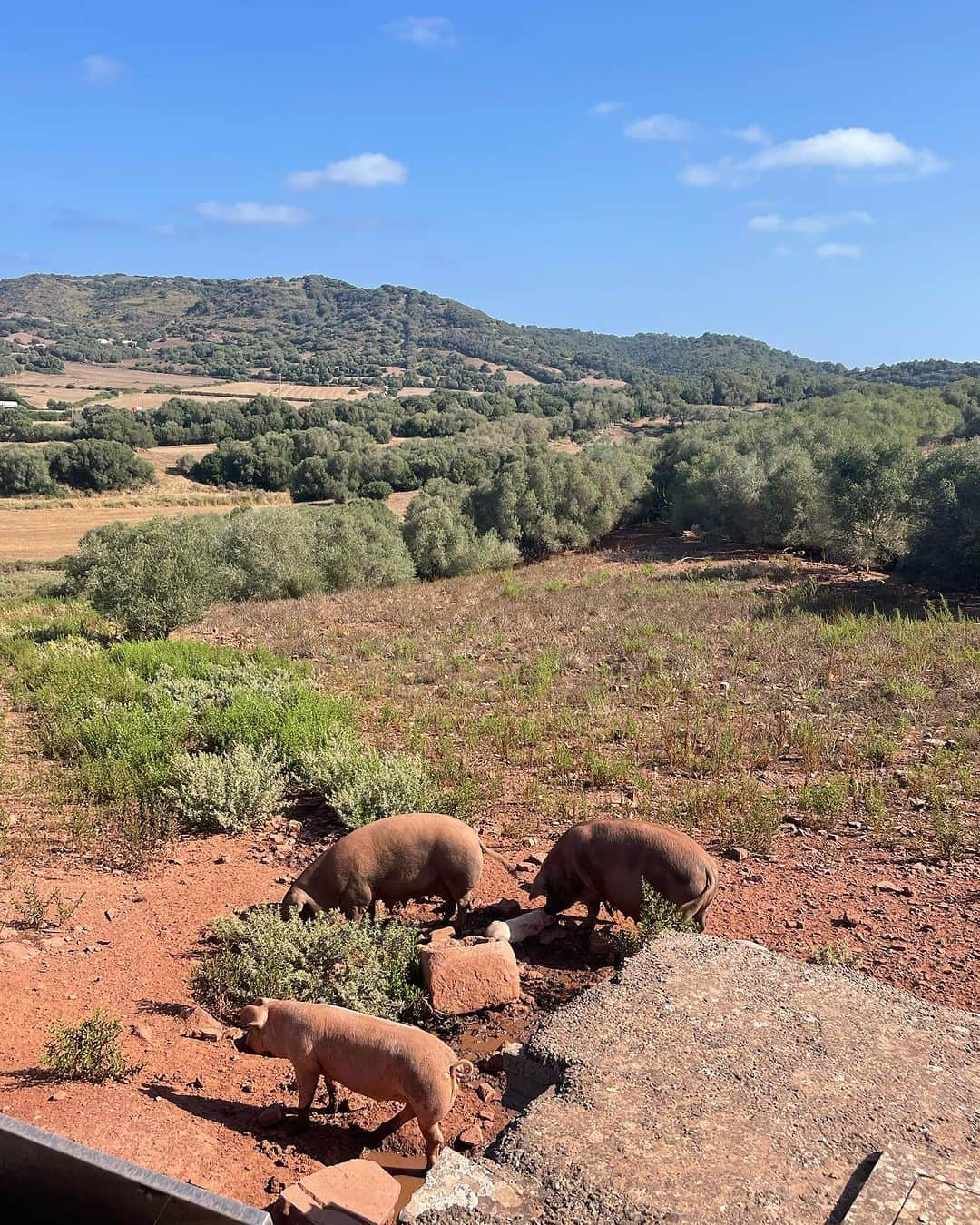 大野南香さんのインスタグラム写真 - (大野南香Instagram)「*Cheese making experience🧀  I had a chance to visit this lovely farm in Menorca, Spain and experience cheese making for the first time in my life! I really like to get to know the local foods and culture through experience.  Cheese is not my speciality so I was really happy to learn about it. And surprisingly I found some similarly to tofu!   This experience reminds me of the lovely local tofu producer in Okinawa (see the last photo or my post in Dec 2020).  I'll post a video of the experience later 🫶  旅行に行くなら、現地の人や食べ物に触れて文化や歴史を学ぶのが好きだなぁ☺️ 今回はスペインのメノルカ島で農家さん訪問して、人生初のチーズ作りに挑戦！  チーズあんまり好きじゃないし食べないからこそ、体験して学べてとっても嬉しかった。  どこかしら豆腐と似てる部分があって、昔沖縄の島豆腐屋さん訪問した時のことがすごく懐かしく感じた。豆腐は畑のチーズみたいだね。  #everydayhappy ☺︎  #cheese #tofu #menorca」7月27日 19時44分 - minaka_official