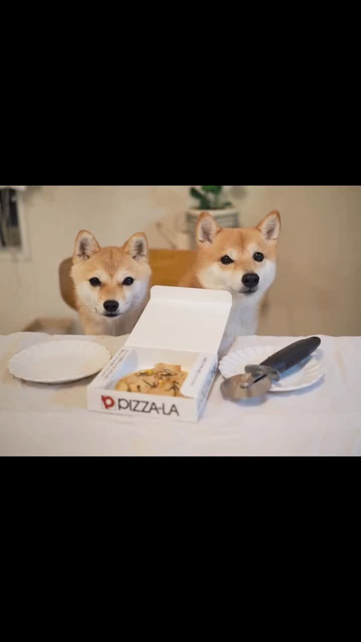 豆柴にこちゃんのインスタグラム：「🐶🍕 ピザーラ爆食い‼️ 途中たまが丸飲みしかけて 慌てて止めた、良い思い出。  食べ方が豪快で山賊のようだ。  先週家でピザパーティした時に 犬用ピザーラも用意したかったけど 間に合わなかったので、昔の動画で我慢。  2021年の動画だから たまが換毛期で貧相。  #柴犬#豆柴#mameshiba #shibastagram#japanphoto#shibainu#犬#shibainumania#犬のいる暮らし#shiba_snap#shibainupuppy#多頭飼い#dog#いぬすたぐらむ#puppy#dogstagram#instadog #doglover#pecoいぬ部#pecotv#いぬのきもち部#狗#子犬#barked#9gag#9gagpets#시바견」