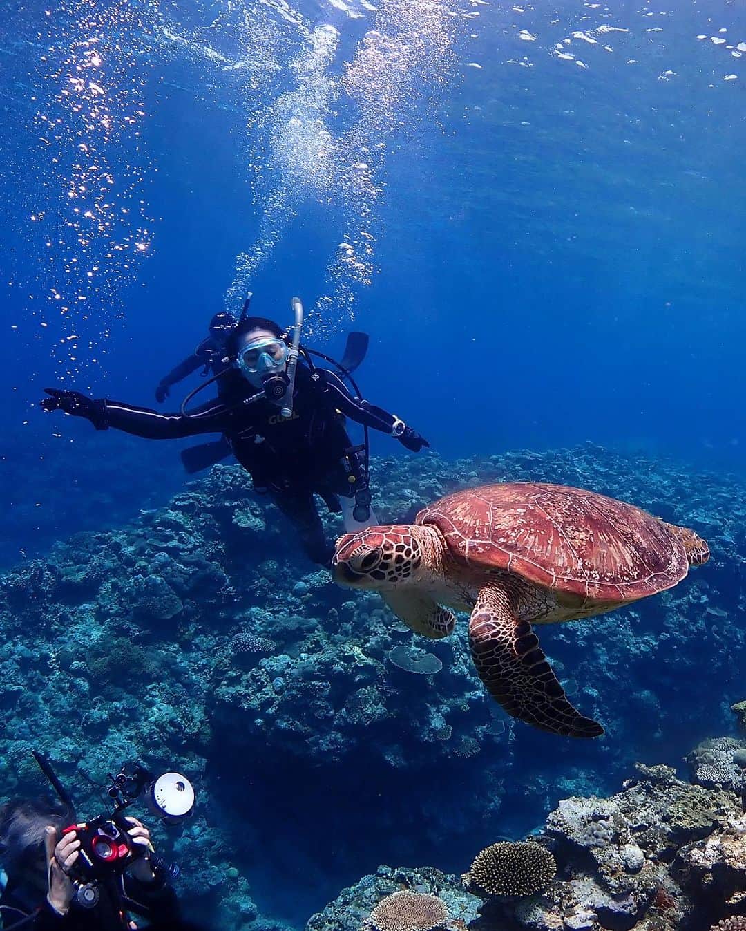 岡西佑奈さんのインスタグラム写真 - (岡西佑奈Instagram)「夏休み。 目的はシャークダイビングですが、あらゆる生物との邂逅に感動させられます。  影も映るほど透明度の高い渡嘉敷、サメはすぐに逃げてしまうのに余裕な表情で写真を撮らせてくれる亀、久々に訪れた養殖の珊瑚は大きく育っていて、少しずつでも失われていく珊瑚が取り戻されて魚もたくさん戻ってきてる様子が見れて嬉しかったです。  だけど、どんな生物よりもサメが一番美しかったなぁ。 すぐに #青曲 の作品を作ろう。  #書道 #書家 #書道家 #岡西佑奈 #japan #japanese#japanesecalligraphy #calligraphy  #art #yuunaokanishi」7月27日 20時38分 - yuunaokanishi