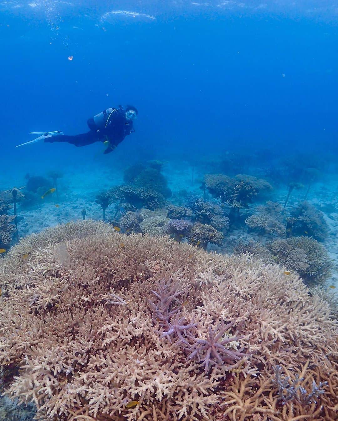 岡西佑奈さんのインスタグラム写真 - (岡西佑奈Instagram)「夏休み。 目的はシャークダイビングですが、あらゆる生物との邂逅に感動させられます。  影も映るほど透明度の高い渡嘉敷、サメはすぐに逃げてしまうのに余裕な表情で写真を撮らせてくれる亀、久々に訪れた養殖の珊瑚は大きく育っていて、少しずつでも失われていく珊瑚が取り戻されて魚もたくさん戻ってきてる様子が見れて嬉しかったです。  だけど、どんな生物よりもサメが一番美しかったなぁ。 すぐに #青曲 の作品を作ろう。  #書道 #書家 #書道家 #岡西佑奈 #japan #japanese#japanesecalligraphy #calligraphy  #art #yuunaokanishi」7月27日 20時38分 - yuunaokanishi