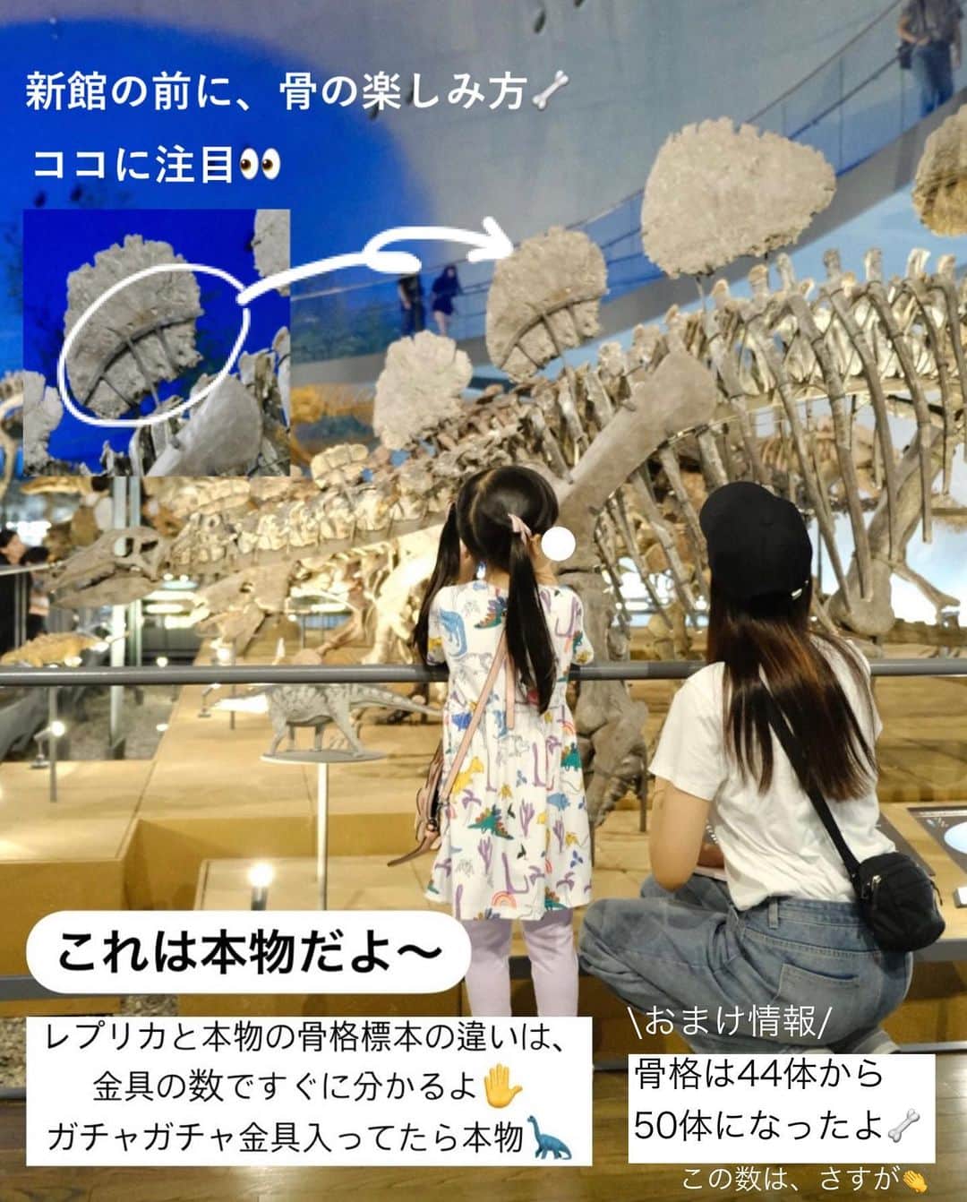 まるまるさんのインスタグラム写真 - (まるまるInstagram)「@pg_marumaru ←恐竜がだいすき👧🏻🩷🦕 ⁡ ⁡ 福井県立恐竜博物館に行ってきました〜 やっぱり福井はレベチでしたーーー🦖 骨格標本も44から50体へ！！！かっこいい、たまらん。。。 本館のティラノサウルスロボは、口が閉じるようになったらしいよ（まったく気付かなかった😂） 新館は、映像への力の入れ方が凄かったよー🥹✨ ⁡ とっっっても楽しかった博物館。 １０枚では到底魅力を伝えられないので、当日に垂れ流したストーリーズはハイライトに載せています！きっと福井へ行きたくなりますよ🧙‍♀️🪄︎︎✨ ⁡ ⁡ レストランでは、恐竜のスイーツ（なんかね、実験🧪的な感じで試験管のものを振り掛けるやつ）高いけどしっかり課金キメました😉ジュース🍹とオムライスも恐竜バージョンで美味しかった！！9時にいったら誰も居なかった。 ⁡ 新しく図書館やら写真スポットもあり。アニア好きはたまらんであろう会場もありました！ ⁡ ⁡ ディノアライブは、東京公演のものを3回見たけど、福井のはまた違った楽しさがありました！！！ 福井のディノアライブは、生体などについての解説が多かったです。娘もこちらのディノアライブは怖くなかったと👧🏻✨（東京公演のディノアライブは、本当の恐竜世界を見ている感覚になるので少し怖いシーン多かった🦖） ⁡ ⁡ 長文になりそうなので、このあたりにします✋ とりあえず、最高でした❤️‍🔥❤️‍🔥❤️‍🔥 ⁡ ⁡ ⁡ ーーーーーーーーーーーーーーーーーーーーー ⁡ 知育好きなママが、おうちで簡単に楽しめる知育遊びを紹介しています✨ 他の投稿も覗いてみてね👀💛💛 ⁡ ーーーーーーーーーーーーーーーーーーーー #恐竜 #恐竜グッズ #福井県立恐竜博物館 #恐竜好き」7月27日 20時41分 - pg_marumaru