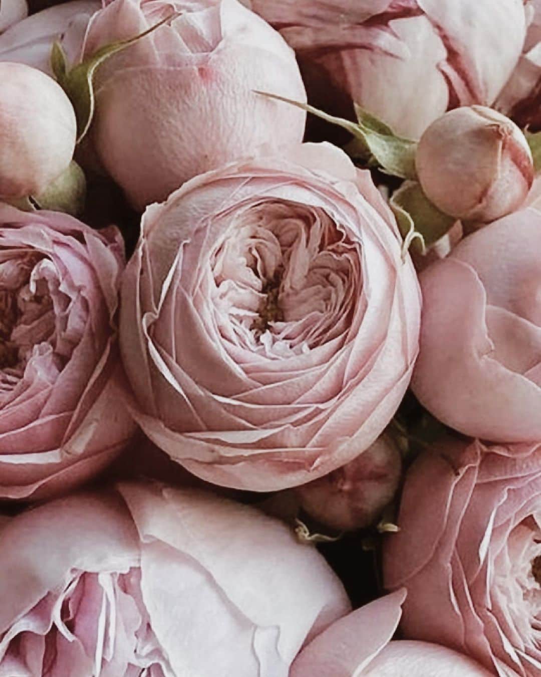 Yukicoさんのインスタグラム写真 - (YukicoInstagram)「🍃🌸🍃🌸🍃  ————————————————————— 見てくださる方にプラスになる投稿をしていきます 是非いいね♡フォロー♡ よろしくお願いいたします𓅟 私の写真の編集については フォトレッスンでレクチャーをしています —————————————————————  #flowers#flowerpower#flowerphotography#flowerporn#flowerslovers#flowerstagram#bouquet#bouquets#btsarmy#jiminpen#btsjimin #ジミンペン」7月28日 6時59分 - yukicolifecom