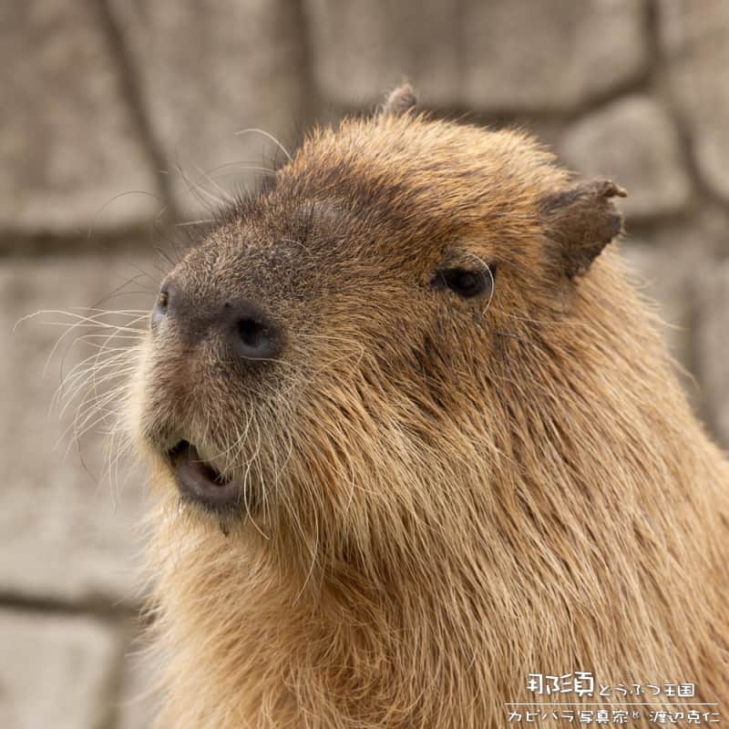 渡辺克仁さんのインスタグラム写真 - (渡辺克仁Instagram)「おはようございます。  #カピバラ #水豚 #capybara #おはよう」7月28日 7時00分 - katsuhito.watanabe