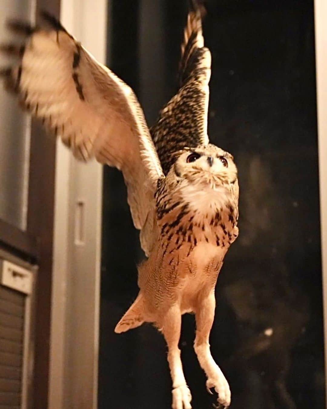 GEN3 Owlさんのインスタグラム写真 - (GEN3 OwlInstagram)「フクロウの足は意外と長い。 ちょっと猫みたい？ @genz64 Owls have long legs. Does it look like that of a cat?  #owl #owlgaru #フクロウ」7月28日 7時06分 - genz64