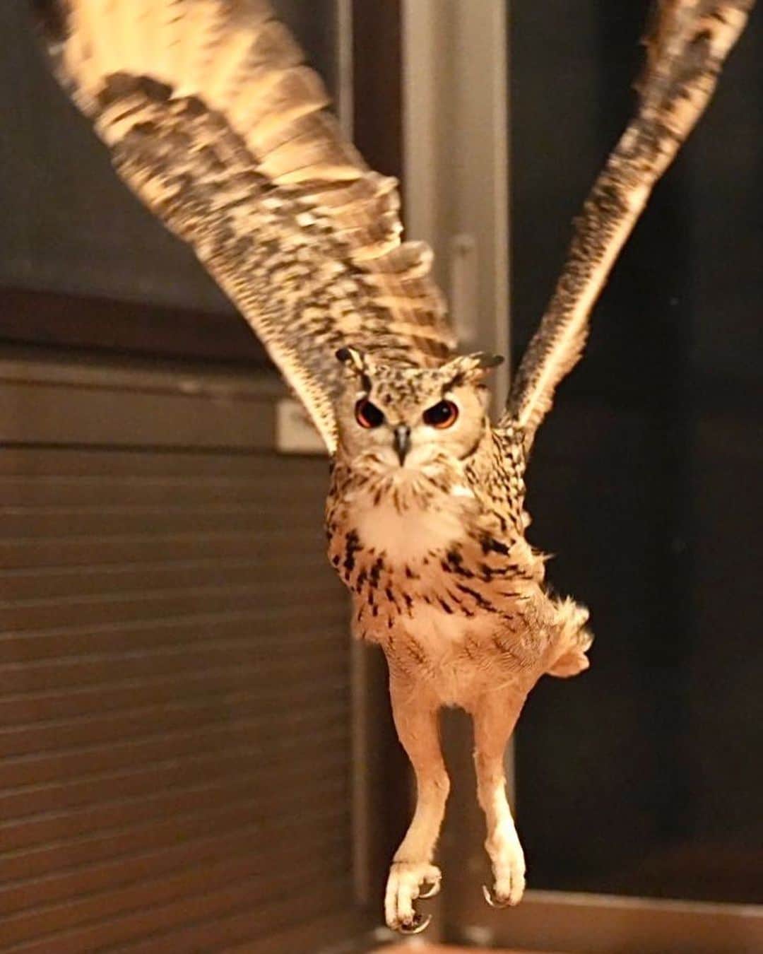 GEN3 Owlのインスタグラム：「フクロウの足は意外と長い。 ちょっと猫みたい？ @genz64 Owls have long legs. Does it look like that of a cat?  #owl #owlgaru #フクロウ」