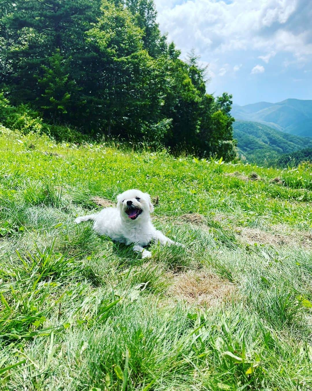 アリスのインスタグラム：「標高2000mマルタ⛰⛰⛰⛰  #マルチーズ#マルチーズ部#愛犬#家族#シニア犬  #14歳#ずーっと一緒にいようね🐾」