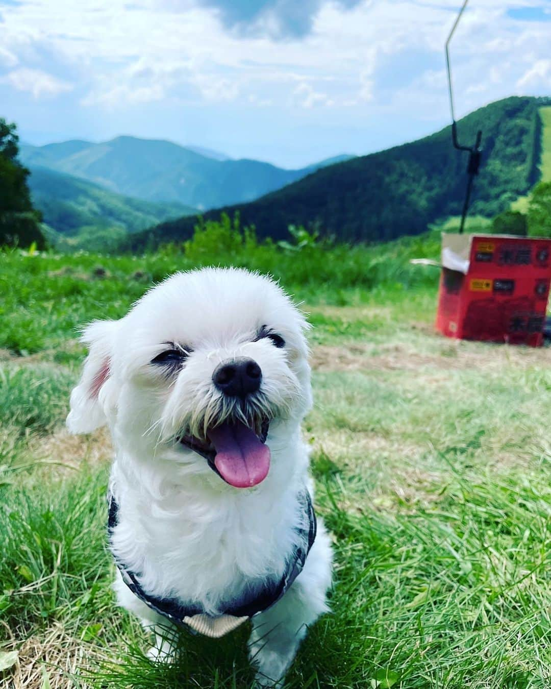 アリスのインスタグラム：「皆んなに可愛がってもらってよかったね💚  これからも沢山色々な景色を一緒にみようね🪟」