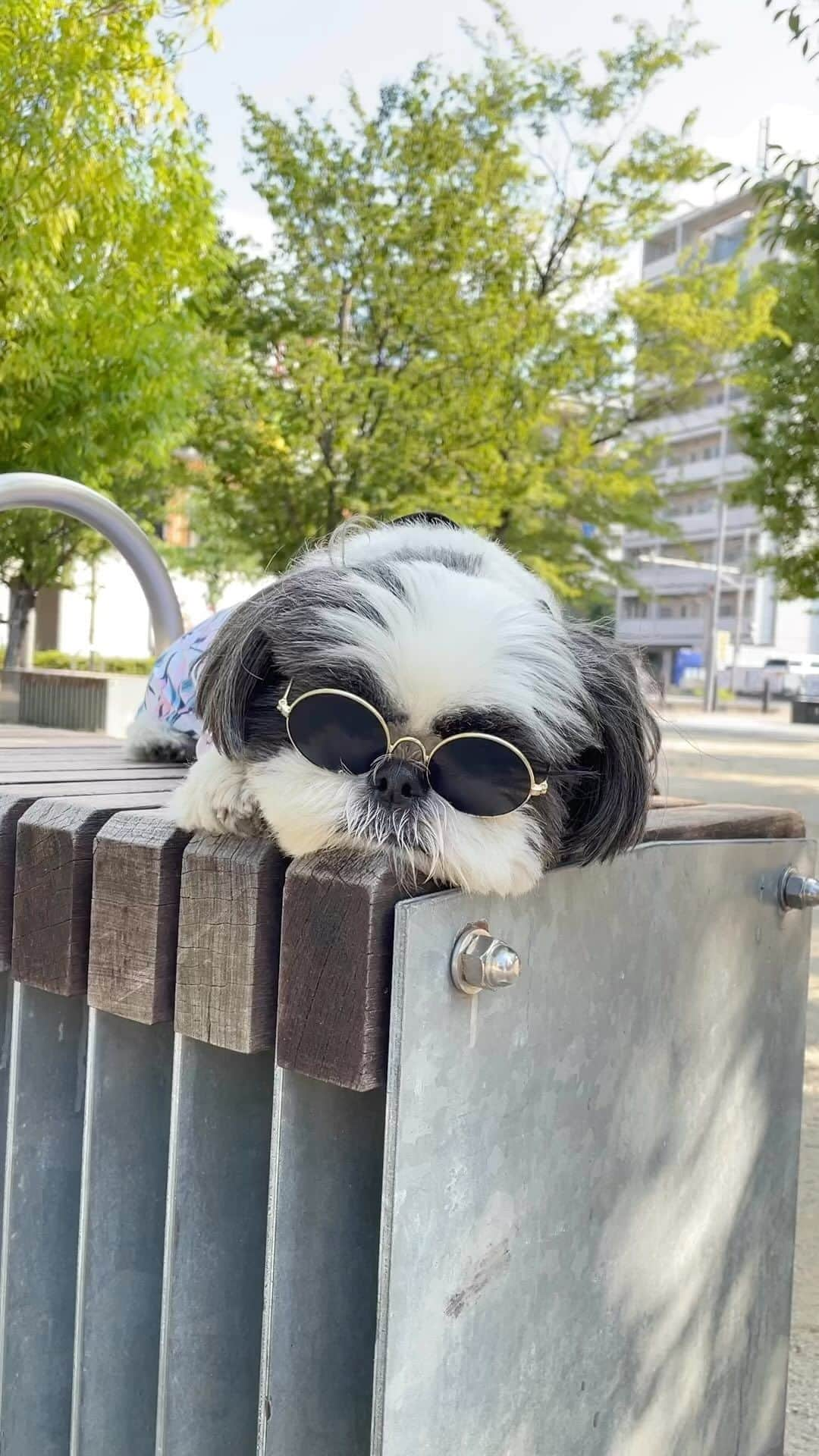 いくらのインスタグラム：「Good morning sunshine. ・ 太陽サンサンおはようさん😎🌞🤚 ・ ・ #shizthu #シーズー #dogsofinstagram #dog #shihtzu #犬 #shizthulovers #cute #シーズー犬 #犬のいる暮らし #いぬのきもち #dogstagram #シーズー大好き #いぬすたぐらむ #シーズー大好き部 #わんすたぐらむ #愛犬 #ふわもこ部 #shihtzugram #いぬバカ部 #cutedogsに #shihtzulovers」