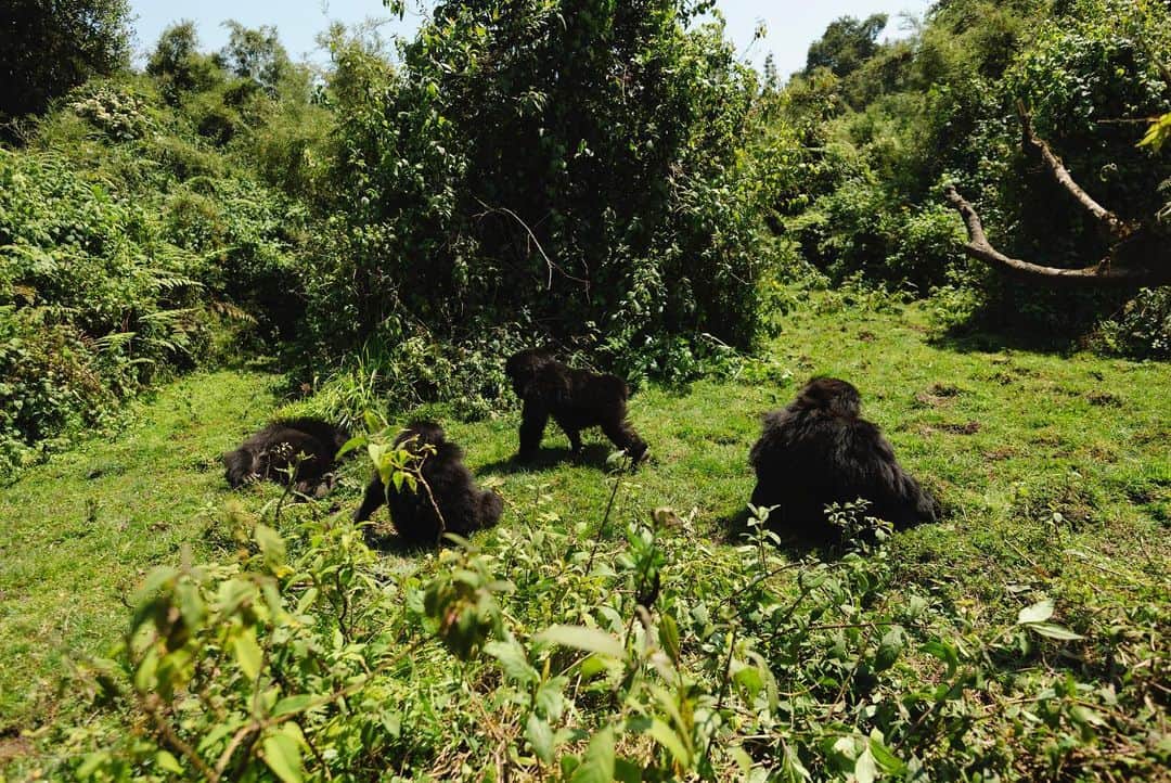 ケビン・ハートさんのインスタグラム写真 - (ケビン・ハートInstagram)「// GORILLA TREKKING 🦍 truly a once in a lifetime experience..✨ @oorwanda  #gorillasnest」7月27日 22時57分 - kevinhart4real