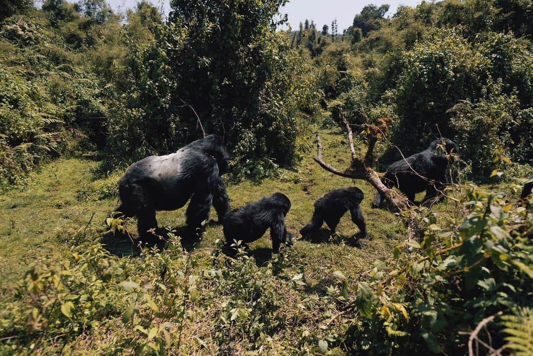 ケビン・ハートさんのインスタグラム写真 - (ケビン・ハートInstagram)「// GORILLA TREKKING 🦍 truly a once in a lifetime experience..✨ @oorwanda  #gorillasnest」7月27日 22時57分 - kevinhart4real