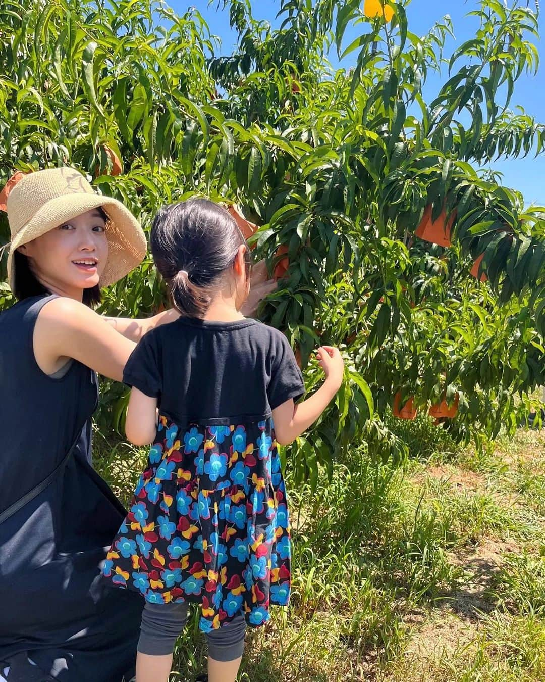 八木麻紗子さんのインスタグラム写真 - (八木麻紗子Instagram)「. 息子の小学校の夏休みスタート。 1人で飛行機に乗って 岡山の祖父母のところへ遊びに行く計画を立てていたら 4歳の妹が「いっしょにいく！」と言い出したので、 岡山から迎えにきてもらって兄妹の旅に変更✈️👋  2人ともいい子にしてるかな… 私がいなくても眠れるかな……という母の心配をよそに、 じいじばあばのサポートのもと 川遊びに虫取りにと全力で楽しんだようです！  私も帰りのお迎えついでに桃狩りを体験しました🍑✨  まだまだ続く夏休み。 心に残るような思い出を作ってほしいです。 もちろん宿題もちゃんと終わらせてねー！  #夏休み #岡山 #桃狩り #兄妹 #景色に癒された」7月27日 22時59分 - yagi_masako