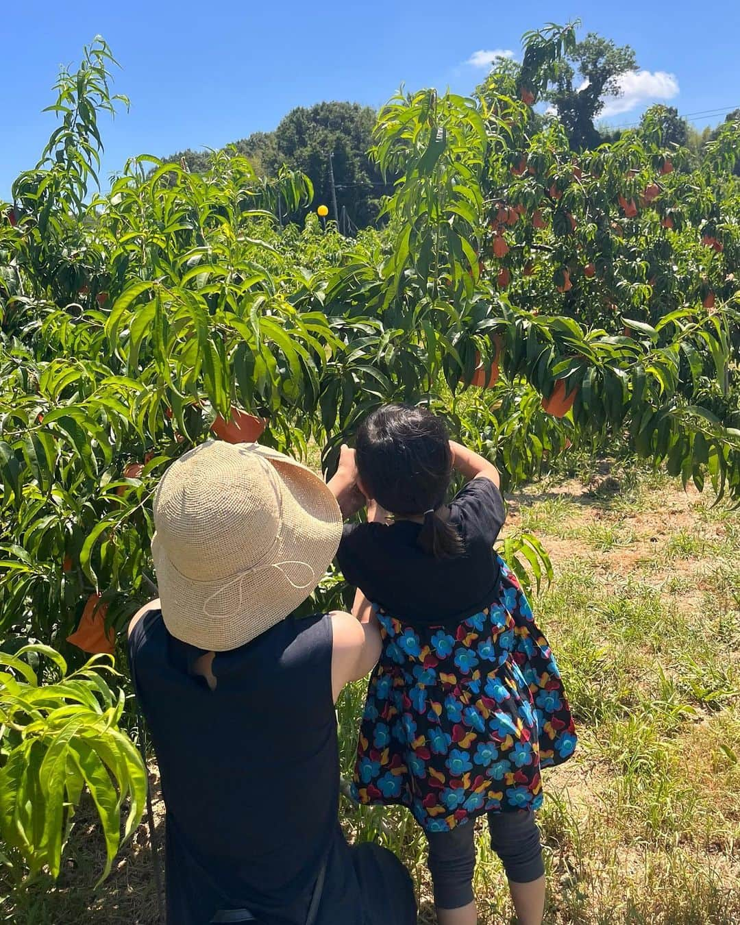 八木麻紗子さんのインスタグラム写真 - (八木麻紗子Instagram)「. 息子の小学校の夏休みスタート。 1人で飛行機に乗って 岡山の祖父母のところへ遊びに行く計画を立てていたら 4歳の妹が「いっしょにいく！」と言い出したので、 岡山から迎えにきてもらって兄妹の旅に変更✈️👋  2人ともいい子にしてるかな… 私がいなくても眠れるかな……という母の心配をよそに、 じいじばあばのサポートのもと 川遊びに虫取りにと全力で楽しんだようです！  私も帰りのお迎えついでに桃狩りを体験しました🍑✨  まだまだ続く夏休み。 心に残るような思い出を作ってほしいです。 もちろん宿題もちゃんと終わらせてねー！  #夏休み #岡山 #桃狩り #兄妹 #景色に癒された」7月27日 22時59分 - yagi_masako