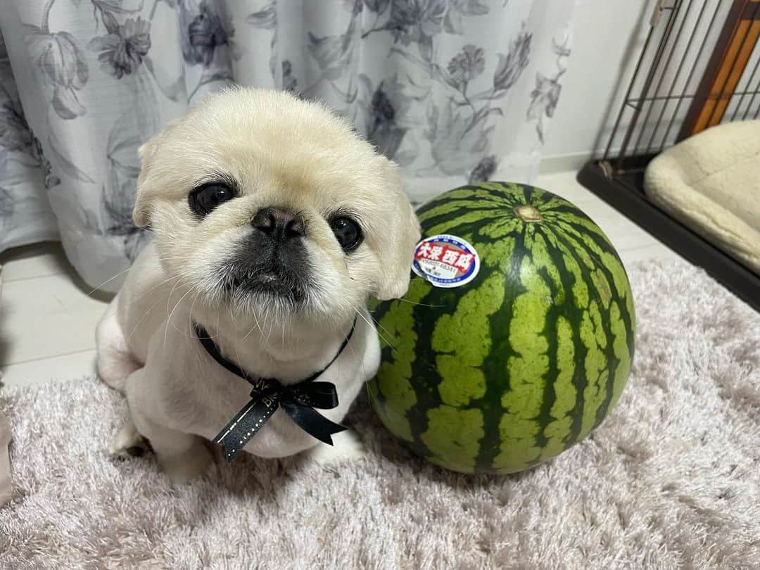 有田優理香のインスタグラム：「🍉  #スイカの日   夏やね！！！🏄‍♂️ まんまるなお顔がかわいい💓  最近は暑さで散歩時間が短くなったせいか コロコロ太りまして、、、 どっちがスイカかわからん🤣  #pekingese  #ペキニーズ  #鼻ぺちゃ犬  #スイカ大好き犬  #夏犬」