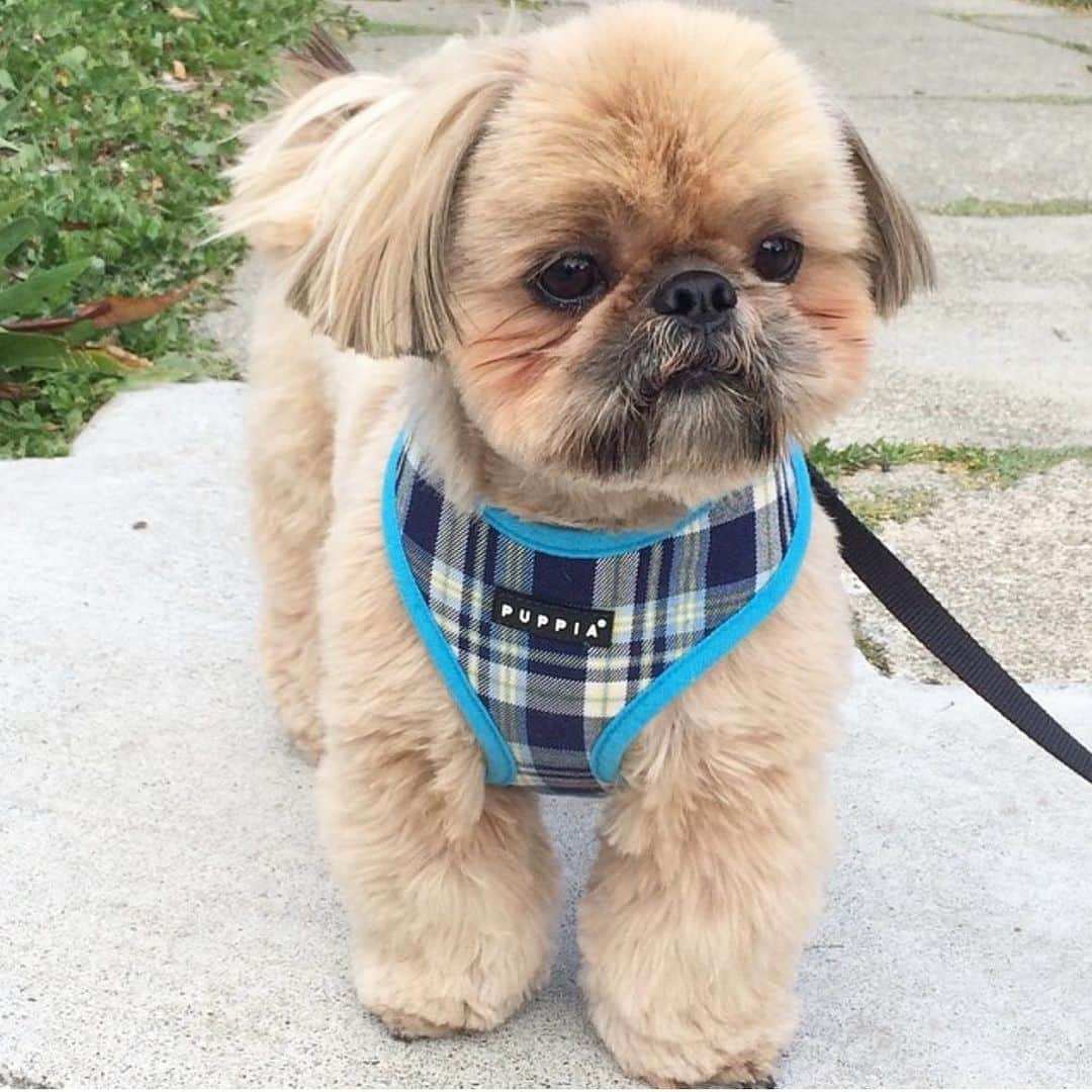 Dougie the Shih Tzuのインスタグラム：「#tbt」