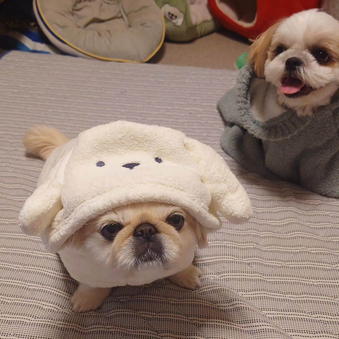 Kukkaのインスタグラム：「アザラシ #ペキニーズ #シーズー」