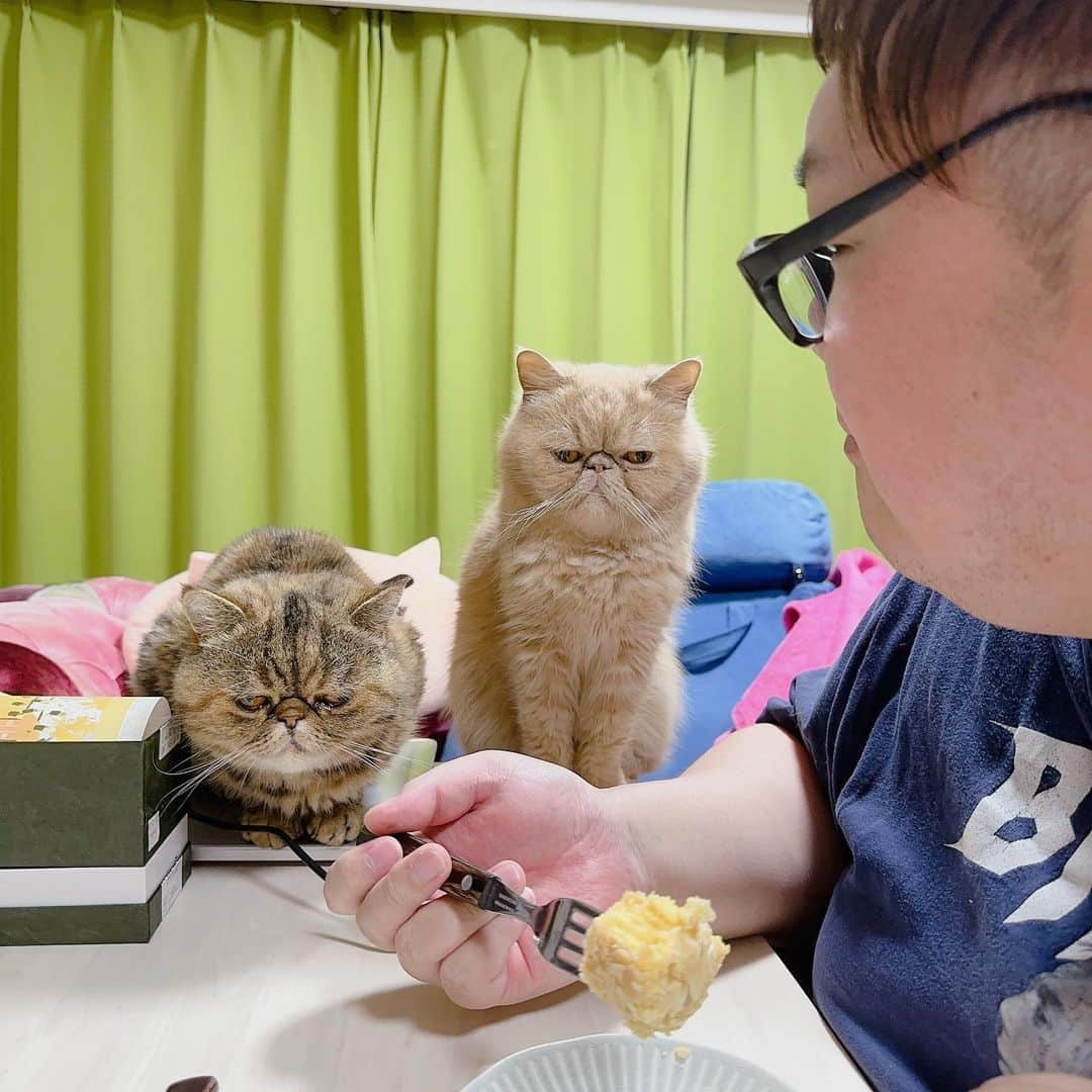 デカキンさんのインスタグラム写真 - (デカキンInstagram)「深夜にお菓子を食べたらブチャ吉とミニたんの飯テロになってました、、、😆笑  食べてるのは姫路で買った、ラストサムライの撮影の時にトム・クルーズが爆買いしたバームクーヘンです。  #cat #ねこのきもち」7月27日 23時09分 - dekakin