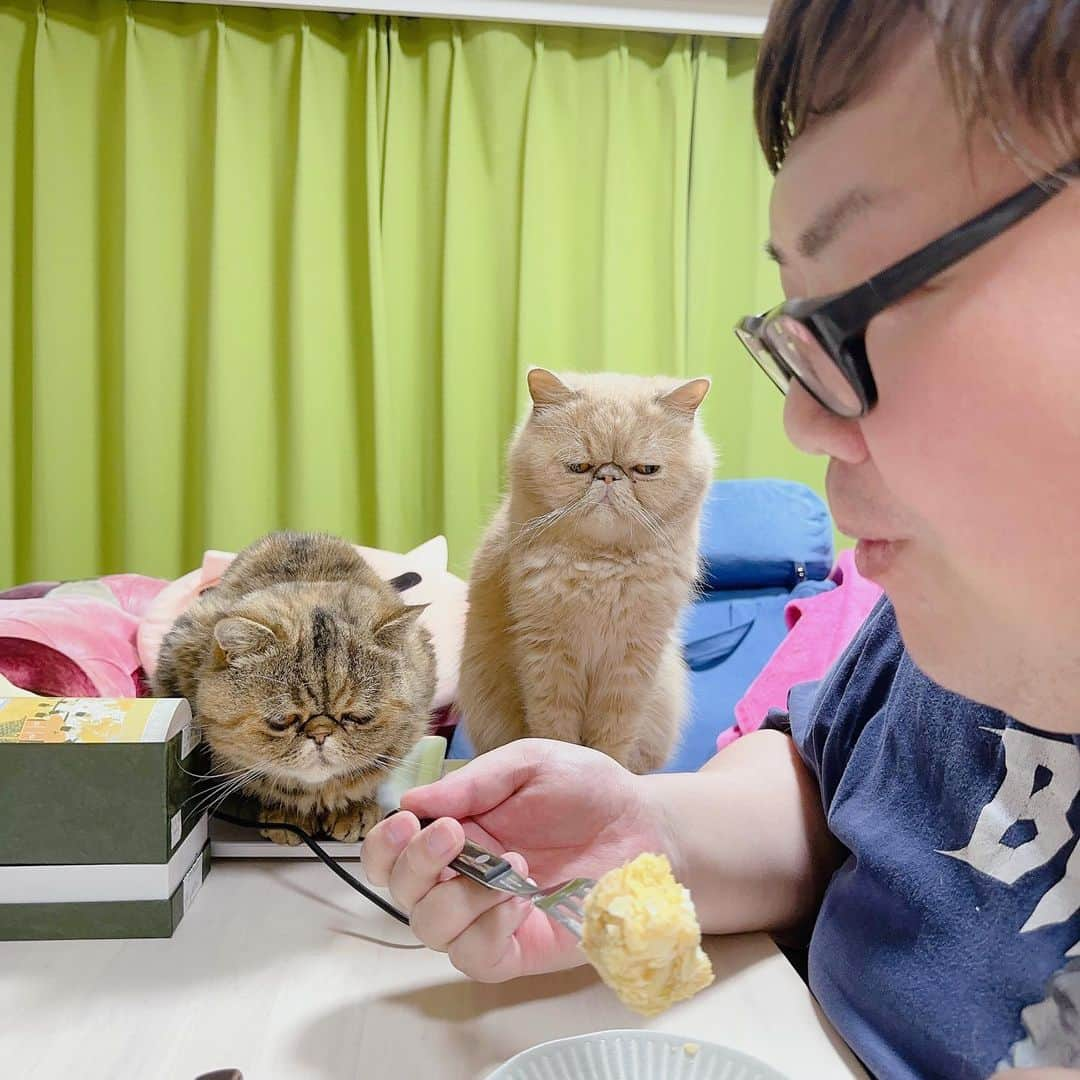 デカキンのインスタグラム：「深夜にお菓子を食べたらブチャ吉とミニたんの飯テロになってました、、、😆笑  食べてるのは姫路で買った、ラストサムライの撮影の時にトム・クルーズが爆買いしたバームクーヘンです。  #cat #ねこのきもち」