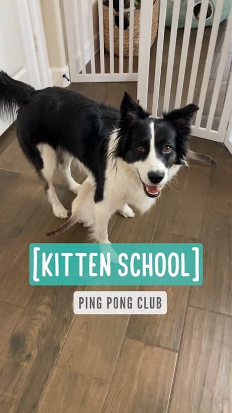 のインスタグラム：「Kitten School — Ping Pong Club  *Small toys come out only when I can monitor them. Phoebe does not play with a ping pong ball unless I’m right there.」