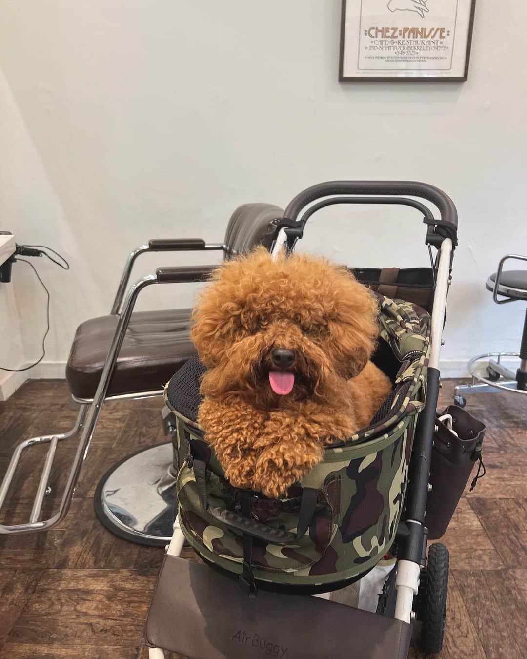 eiko kagamiのインスタグラム：「アンジーが2歳になりました🐶 娘と1日違いのお誕生日♡  我が家の癒しの末っ子あんじー。 道をすれ違う人にも、笑いを与えてるw😂  1.2枚目⇨先月美容院に一緒の日。すごくツボだから載せる🤣 3枚目⇨ちゃんとトリミング直後も載せておくねw 4枚目⇨毎日お散歩から帰宅すると必ずここで足拭いてもらうの 待ってるの可愛い 5.6.7枚目⇨一緒にお出かけ🐾  happy birthdayのスタイとか買ってあるのにまだちゃんと お祝いできてない😂 今月中に、必ずしようね🥹👏🎂  2歳の彼も楽しみです😂❤️ らぶ♡ . . . . . . #トイプードル#トイプードル男の子#犬のいる暮らし#犬のいる生活#トイプー#癒し#あんじーの成長記録#月一トリミングだけど#毛量凄い」
