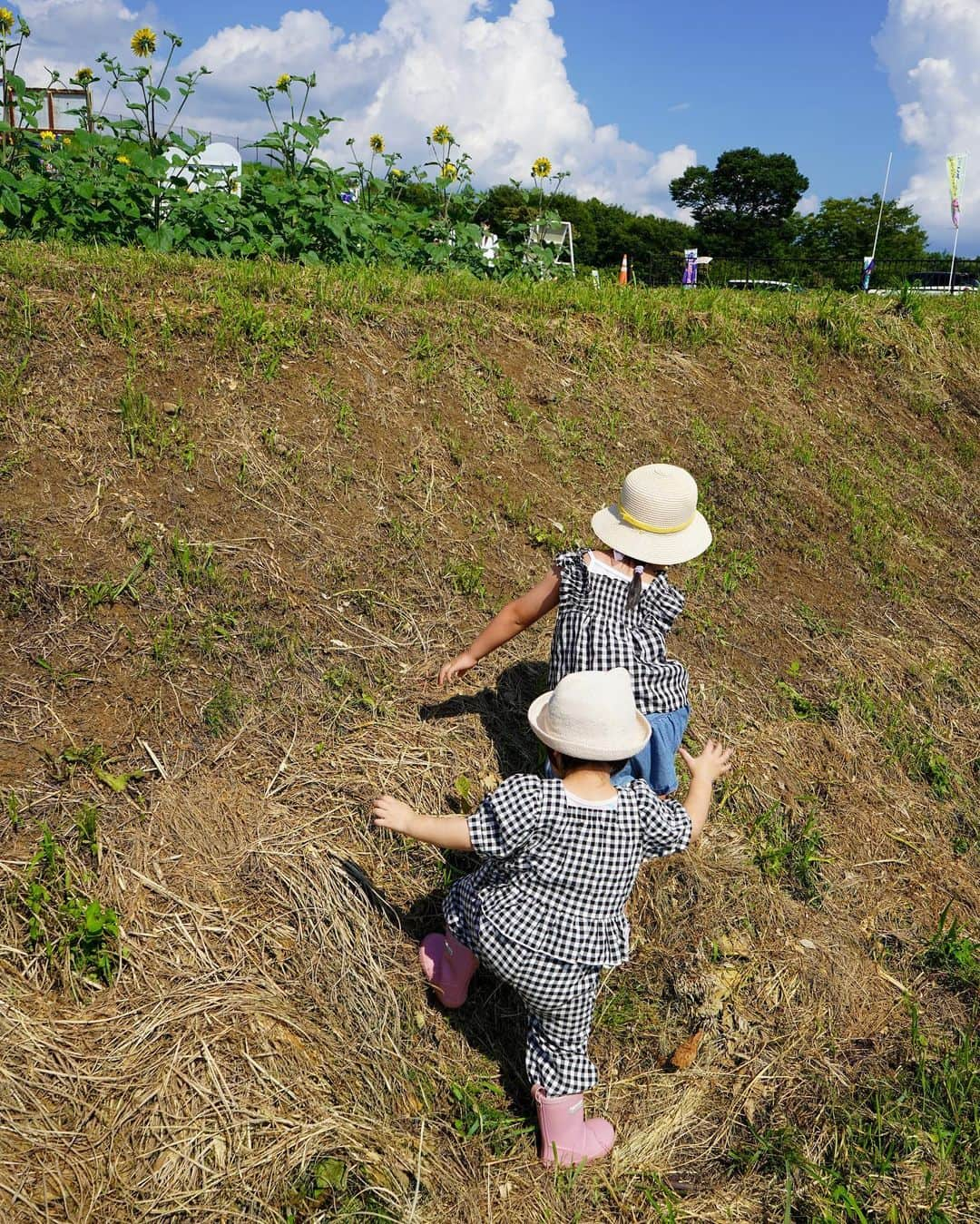 泉マリコさんのインスタグラム写真 - (泉マリコInstagram)「夏といえばひまわり🌻ということで今年も行ってきました！ #北杜市明野サンフラワーフェス 🌻  今年は4年ぶりの本格開催で、出店も出ていて嬉しい‼️ サンフェス開始直後に行きましたが、元気いっぱいなハイブリッドサンフラワーとサンフィニティのお顔をたくさん見ることができました👏 . 背の高〜いひまわりが空に向かって伸びていて、次女もピンっと伸びていました🌻⬆️ 赤ちゃん顔だけど、実はかなり大きいです👶そして最近は毎日長靴を履いている🤷‍♀️ 娘達にはこのひまわりのように真っ直ぐ元気に育ってほしい🥹もう反抗期を想像して切なくなっている母です💭 . 天気がとても良い日で、長女も次女も元気いっぱい☀️2人で畑に向かって「ヤッホー」とずっと言っていました🤣 . サンフラワーフェスは8/21(日)まで開催されるようです😍 @h.sunfes で開花状況をチェック出来ますよ✨来週末あたりが見ごろなのかな⁇でも早めのほうが空いてそう🚗 . . #ほくとサンフェス #サンフェス #明野ひまわり畑 #ひまわり #ひまわり畑 #サンフラワー #山梨観光 #北杜市観光 #ほくとサンフェスフォトコン2023 #北杜市」7月27日 23時42分 - mariko_i0902