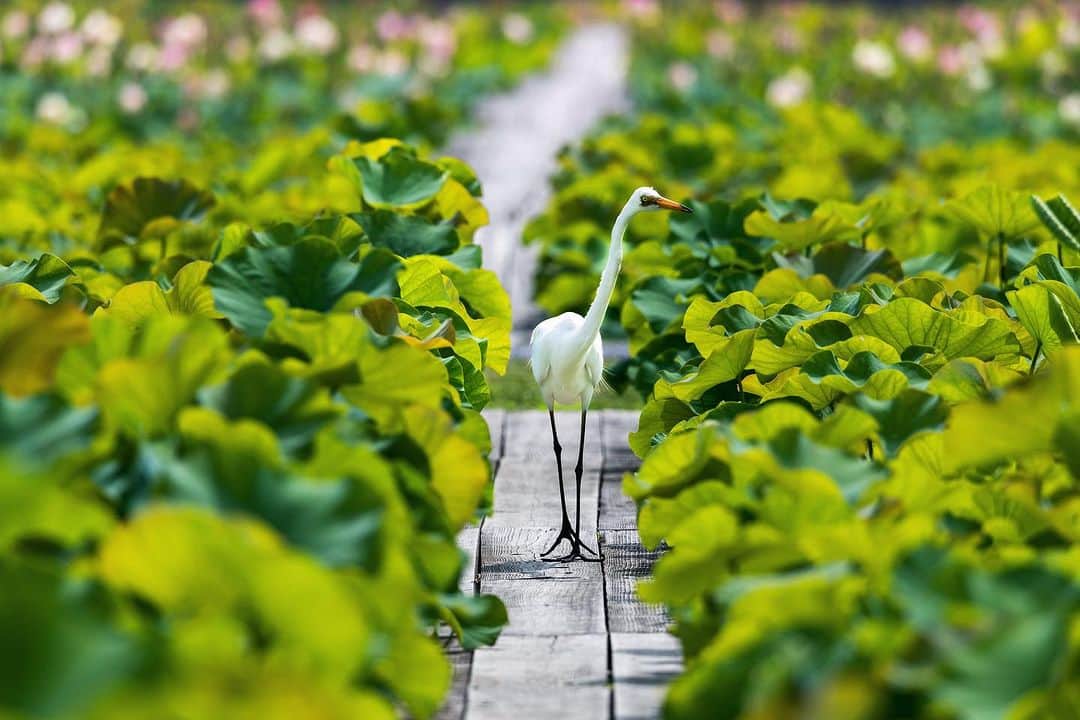kyoko_zzzのインスタグラム：「Lotus Pond Patrol  🪷👮🪷  蓮池を優雅に見廻る白鷺さん😇  #ヤマサ蓮の花2023  #蓮池 #白鷺 #lotuspond  #Egret」
