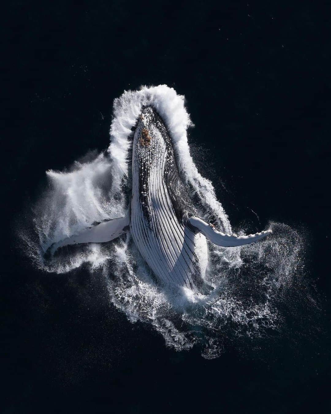 Discover Earthさんのインスタグラム写真 - (Discover EarthInstagram)「One of the ocean’s biggest mammals, the humpback whale 🐋 lands gracefully on its back after launching its enormous frame out of the water off the coast of Sydney.   📍Australia  🇦🇺 #DiscoverAustralia with @saltyseadog.sydney」7月28日 1時06分 - discoverearth