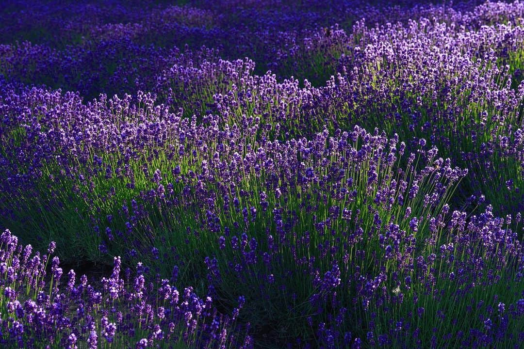 Michael Yamashitaさんのインスタグラム写真 - (Michael YamashitaInstagram)「Lavender love: It’s full bloom at the Tomita Lavender fields in Furano, Hokkaido, Japan. The color spectacle is a massive  draw for tourists — lavender selfies takeover Japan instagram every summer. #lavender #hokkaido #furano hokkaidosummer #furanolavender #tomitafarm」7月28日 4時34分 - yamashitaphoto