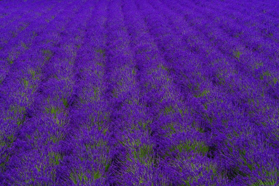 Michael Yamashitaさんのインスタグラム写真 - (Michael YamashitaInstagram)「Lavender love: It’s full bloom at the Tomita Lavender fields in Furano, Hokkaido, Japan. The color spectacle is a massive  draw for tourists — lavender selfies takeover Japan instagram every summer. #lavender #hokkaido #furano hokkaidosummer #furanolavender #tomitafarm」7月28日 4時34分 - yamashitaphoto