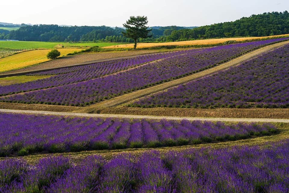 Michael Yamashitaのインスタグラム：「Lavender love: It’s full bloom at the Tomita Lavender fields in Furano, Hokkaido, Japan. The color spectacle is a massive  draw for tourists — lavender selfies takeover Japan instagram every summer. #lavender #hokkaido #furano hokkaidosummer #furanolavender #tomitafarm」