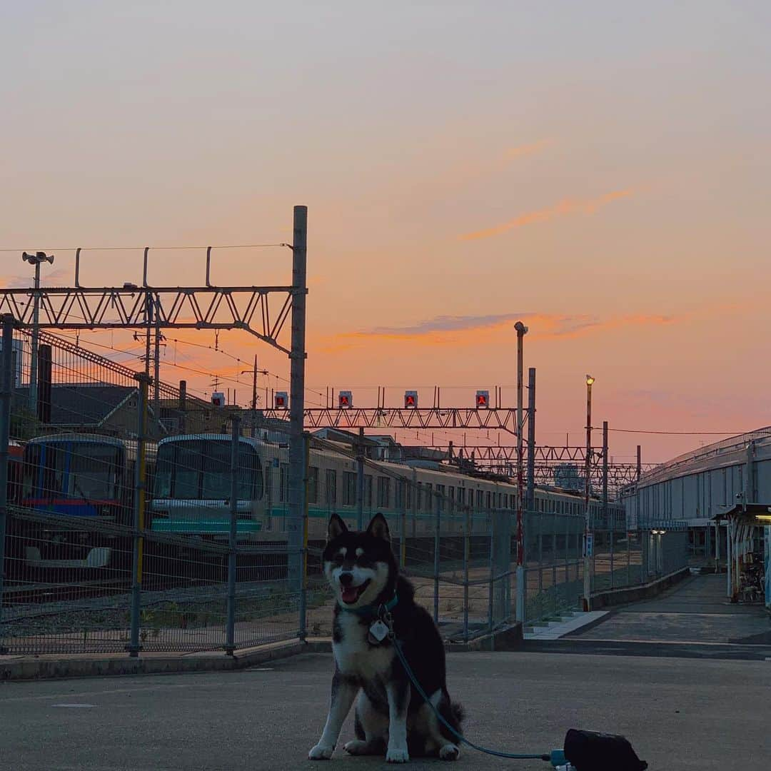 くろさんのインスタグラム写真 - (くろInstagram)「G☺︎☺︎d m☺︎rning 🌅  #朝んぽ #朝焼けの空 #奥沢車庫 #奥沢車両基地 #東急車庫 #東急車両 #東急目黒線奥沢 #東急奥沢駅 #奥沢駅 #okusawastation #kuroshiba #blackshiba #shibainu #shibastagram #instadog #dogstagram #柴犬 #黒柴 #黑柴 #日本犬 #和犬 #シニア犬 #いぬら部 #ふわもこ部 #ふわもこ部ワンコ #ふわもこ部わんこ #わんこのいる暮らし #わんこのいる生活 #わんこと一緒 #IGで繋がる空」7月28日 5時06分 - m6bmw