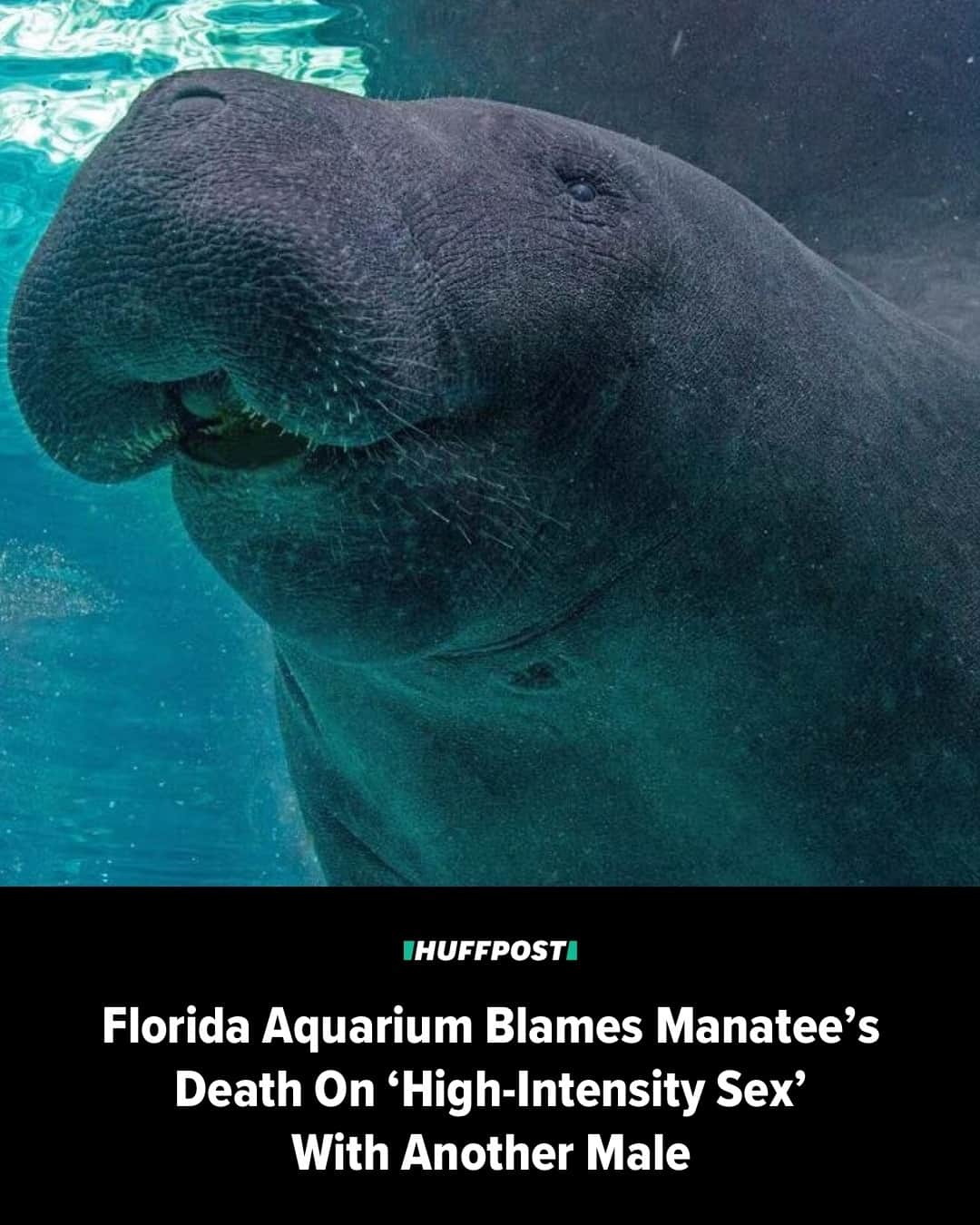 Huffington Postさんのインスタグラム写真 - (Huffington PostInstagram)「A Florida aquarium is attributing the April death of a popular manatee to “high-intensity” sex with his brother.⁠ ⁠ Hugh, a manatee at the Mote Marine Laboratory and Aquarium in Sarasota, died in April at the age of 38. The staff noted he began exhibiting a change in behavior on April 29, and staff began monitoring him closely.⁠ ⁠ He then became unresponsive and ultimately was determined to have died.⁠ ⁠ Earlier this week, a necropsy report of Hugh’s last day revealed that he died from a 14.5-centimeter rip in his colon caused by a sexual encounter with another male Manatee, Buffett, who is also his brother, according to Sarasota ABC affiliate WWSB TV.⁠ ⁠ Read more at our link in bio. // 📷 Mote Marine Laboratory and Aquarium // 🖊️ David Moye⁠」7月28日 5時30分 - huffpost